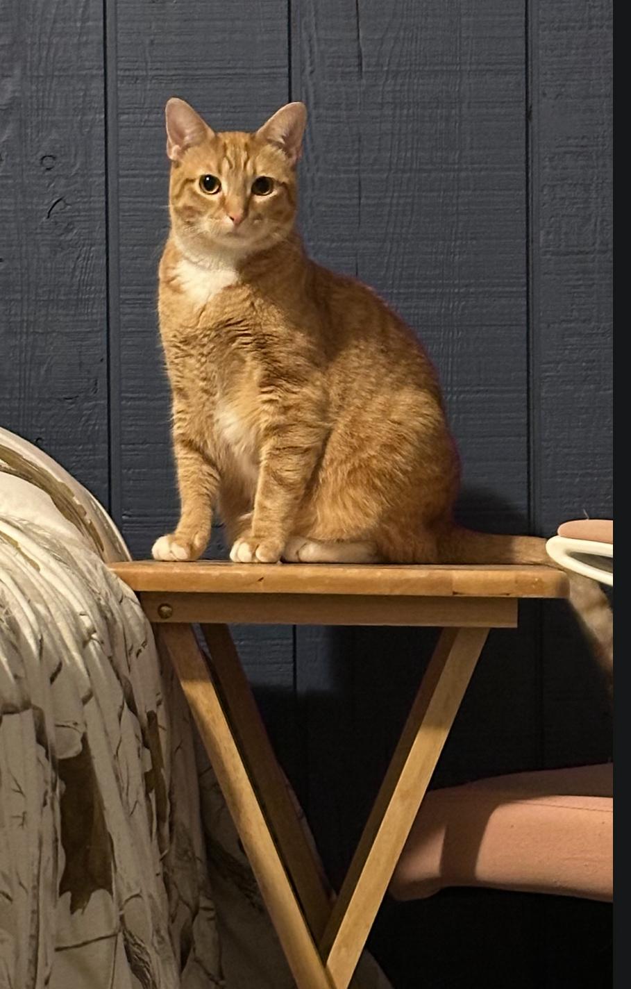 Enlarge Henry and Bella (SC), a Adoptable Domestic Short Hair in Clinton, IL image 4/5