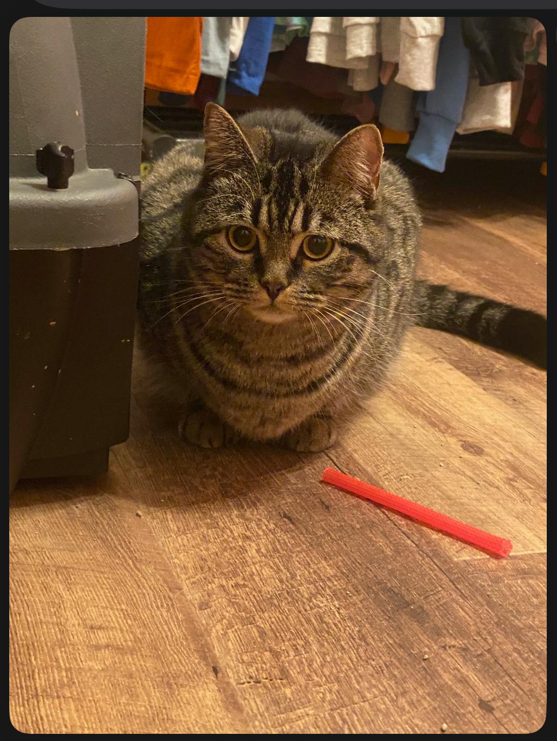 Enlarge Henry and Bella (SC), a Adoptable Domestic Short Hair in Clinton, IL image 5/5