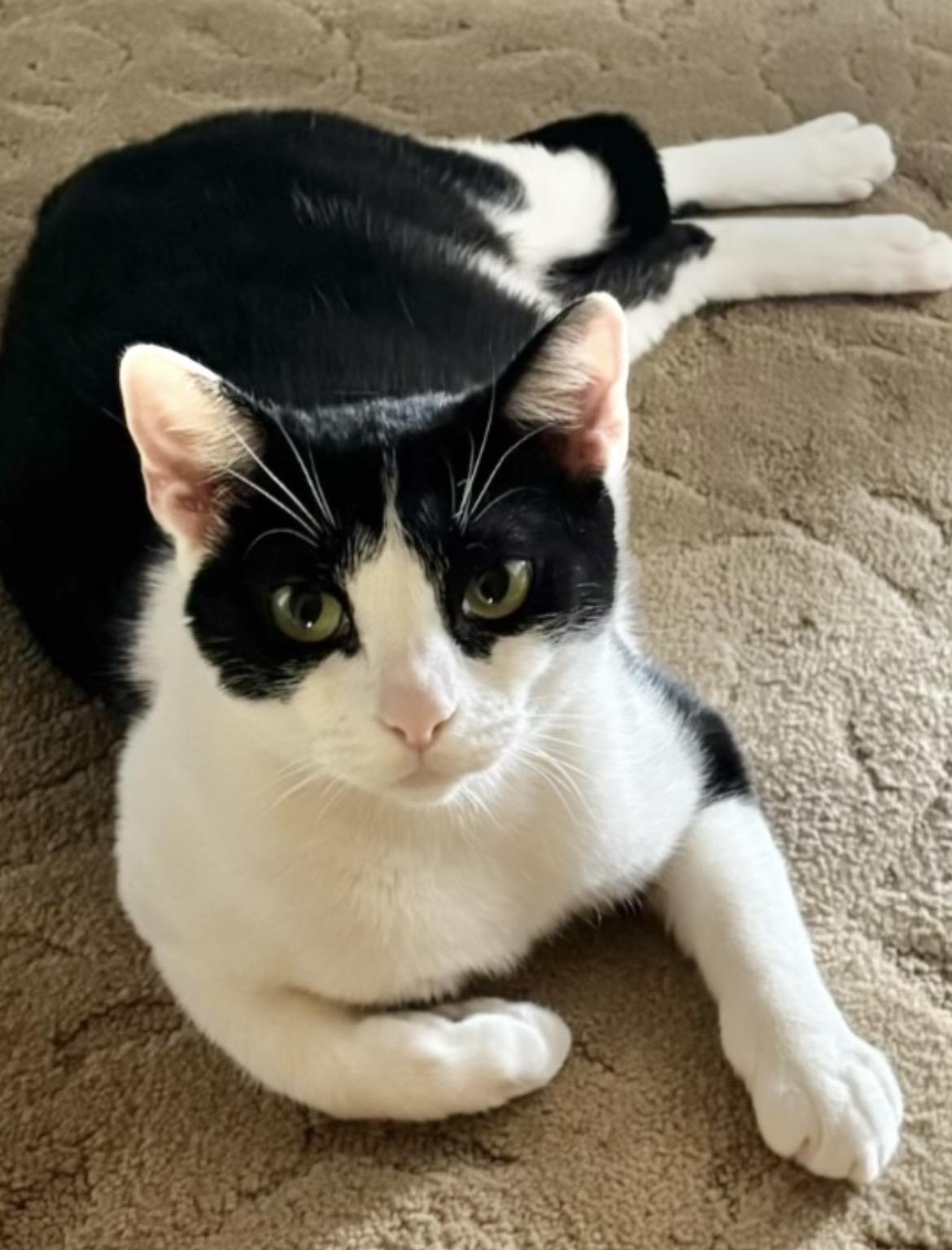 Enlarge Ion, a Adoptable Domestic Short Hair in Allentown, NJ image 1/1