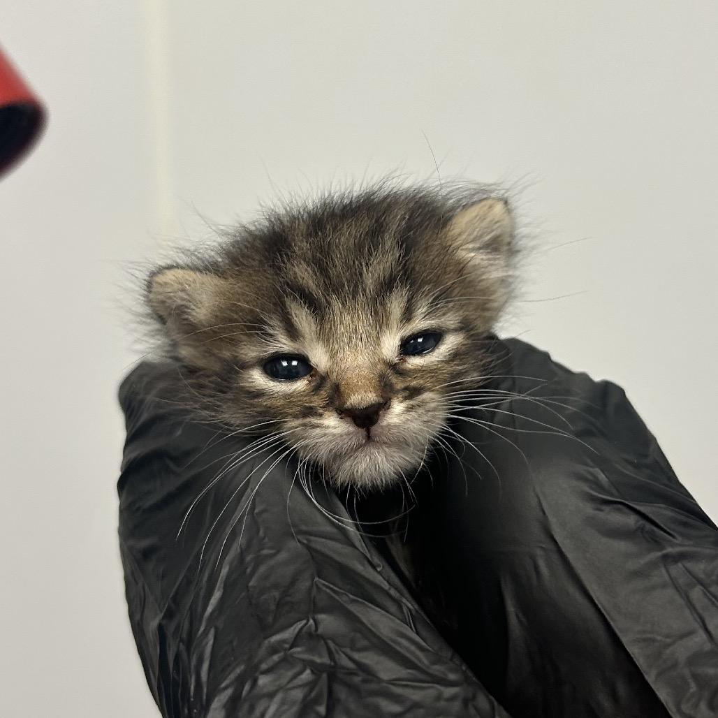 Windbreaker, Adoptable, Kitten Male Domestic Medium Hair.