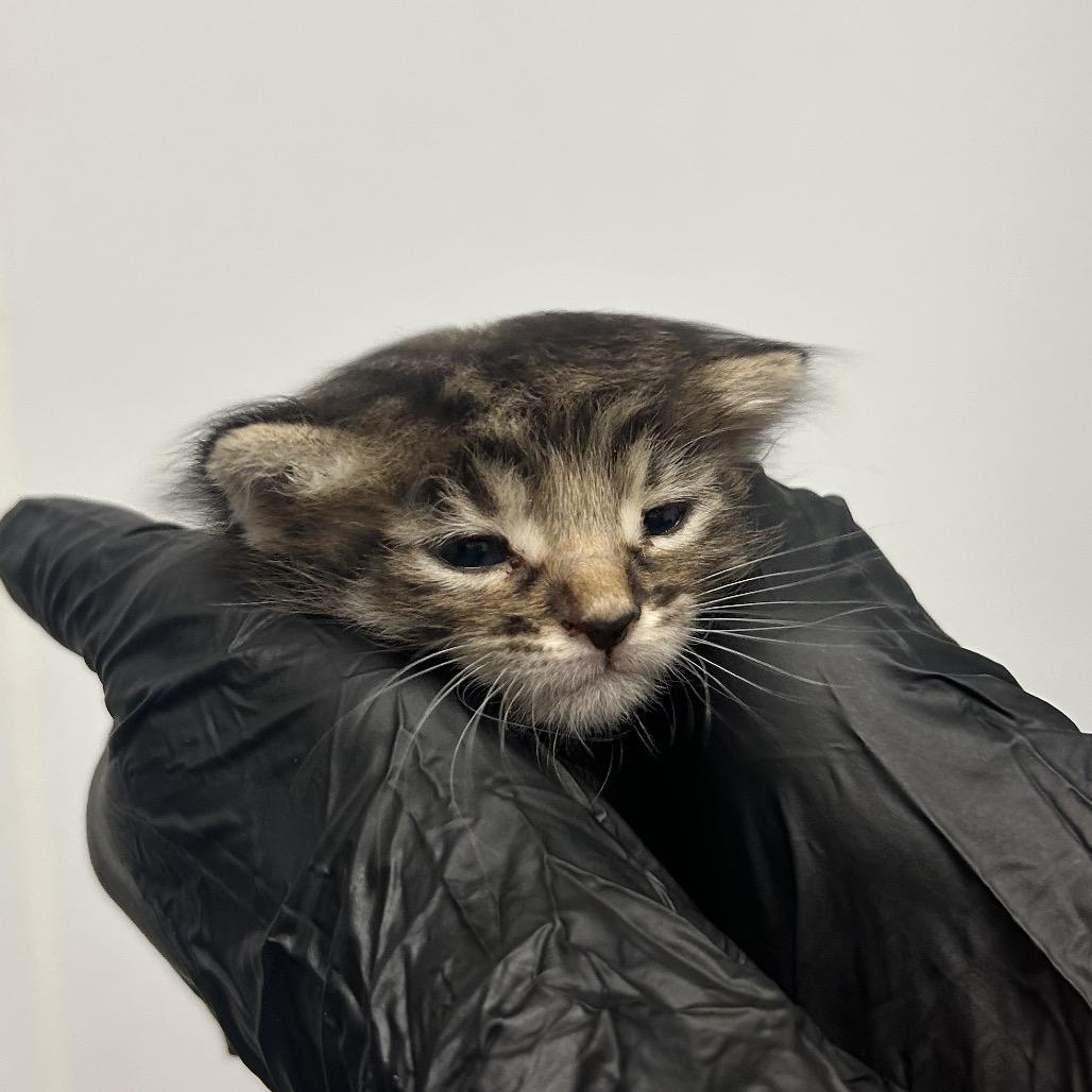 Enlarge Windbreaker, a Adoptable Domestic Medium Hair in Abilene, TX image 2/6