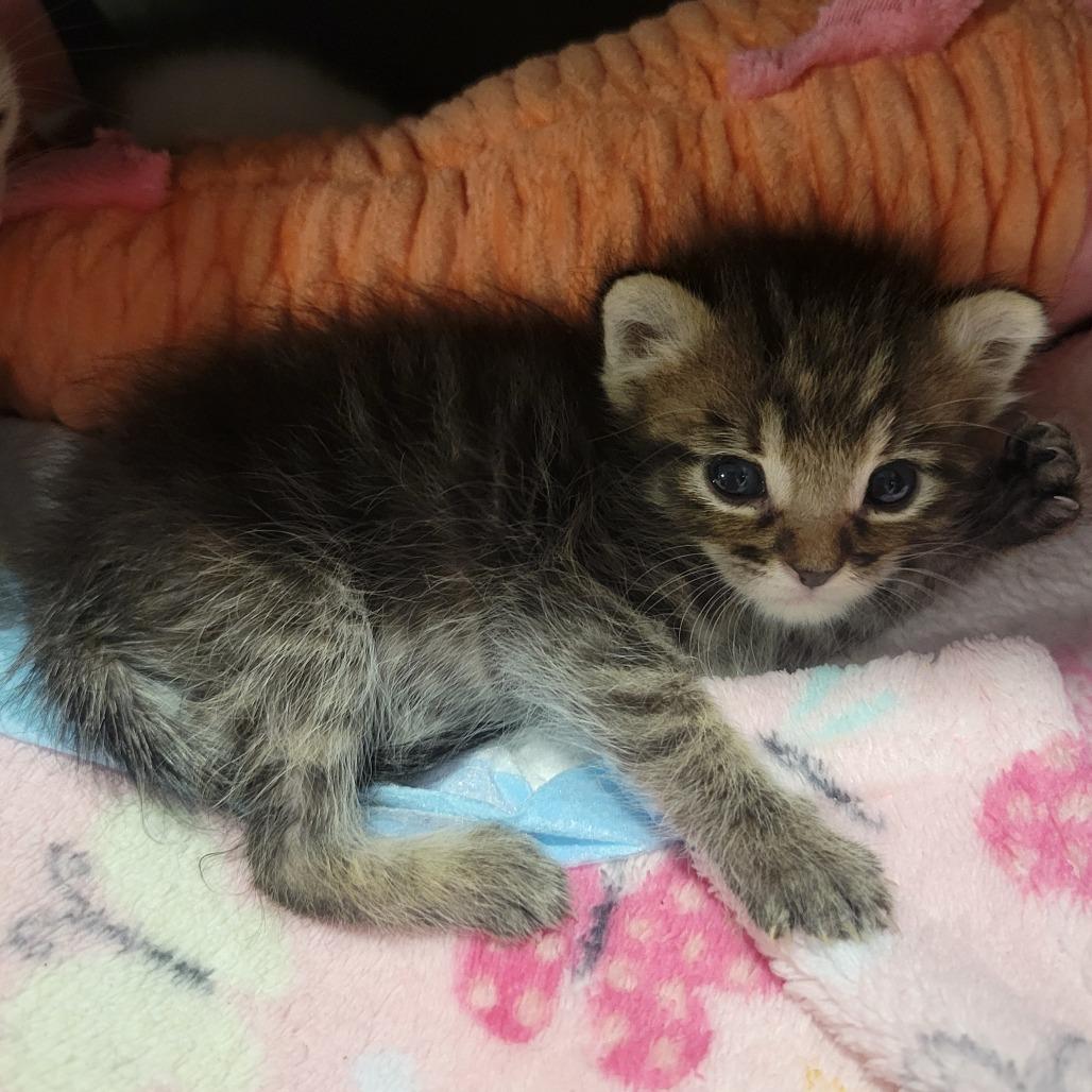 Enlarge Windbreaker, a Adoptable Domestic Medium Hair in Abilene, TX image 3/6
