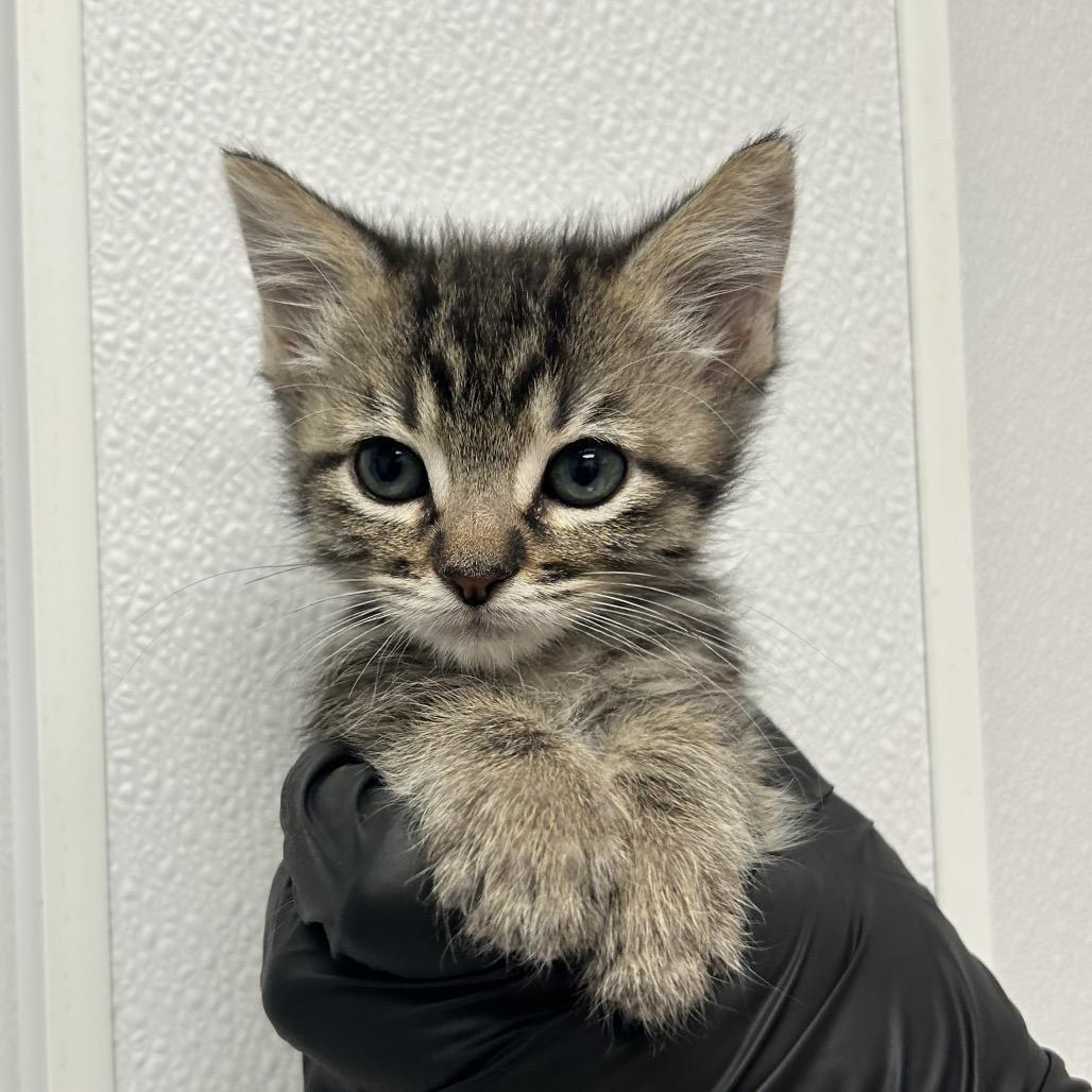 Enlarge Windbreaker, a Adoptable Domestic Medium Hair in Abilene, TX image 4/6