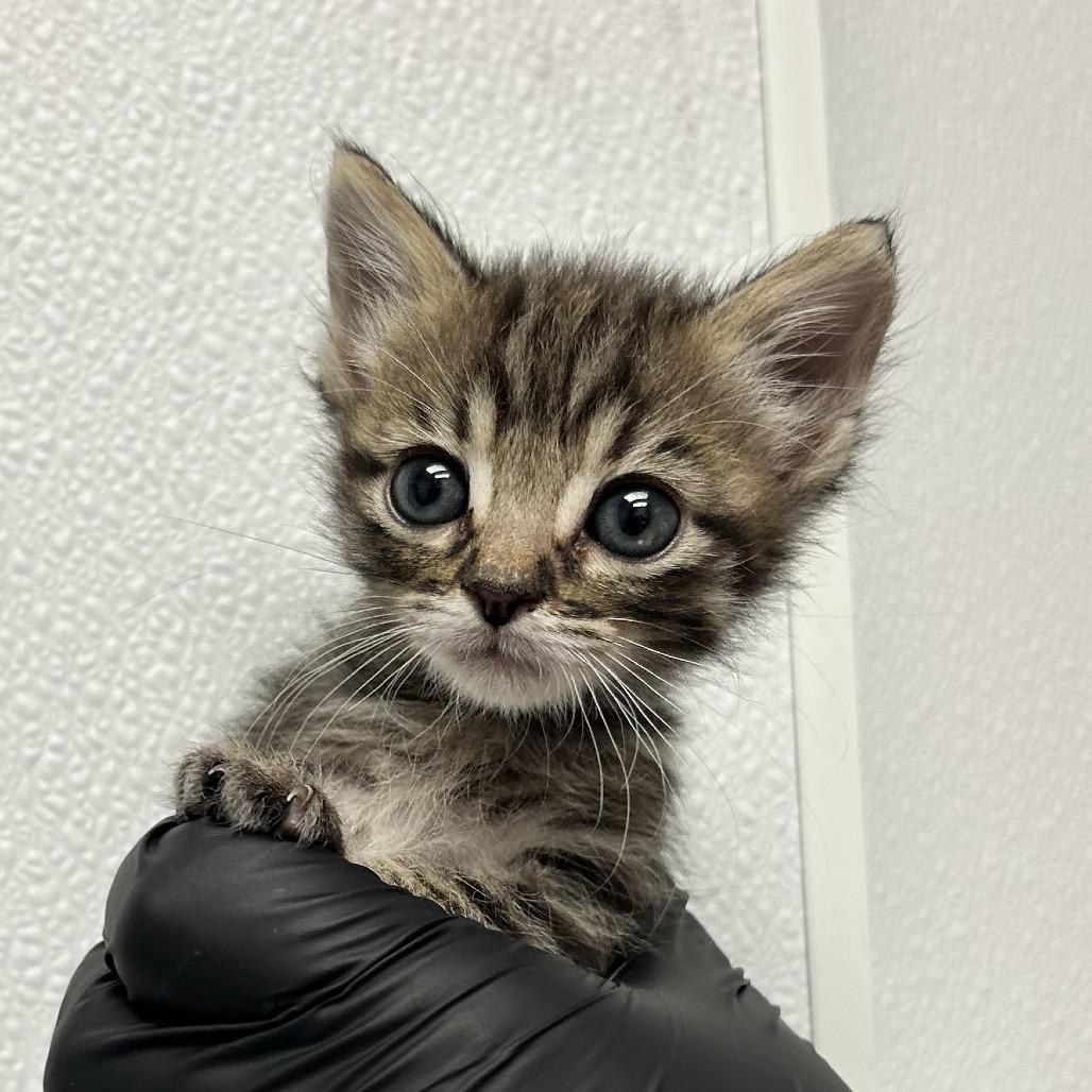 Enlarge Windbreaker, a Adoptable Domestic Medium Hair in Abilene, TX image 5/6