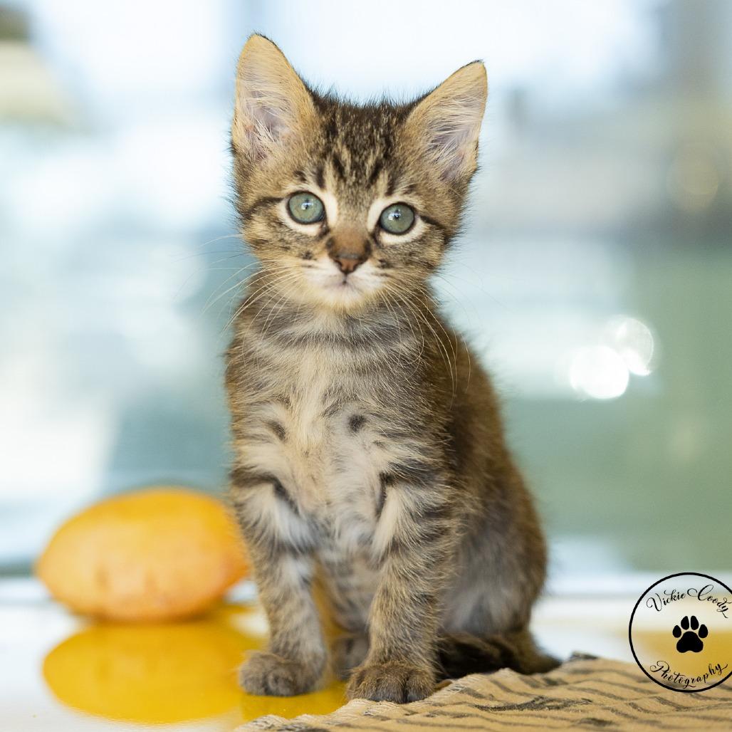 Enlarge Windbreaker, a Adoptable Domestic Medium Hair in Abilene, TX image 6/6