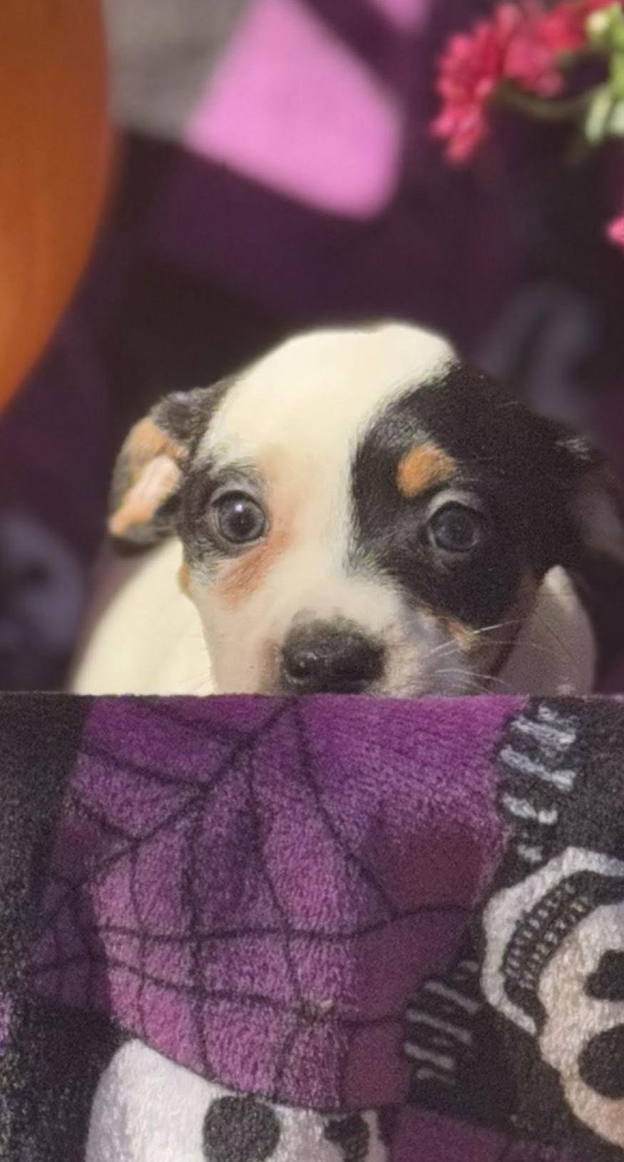 Lion King Pups  thumbnail 2