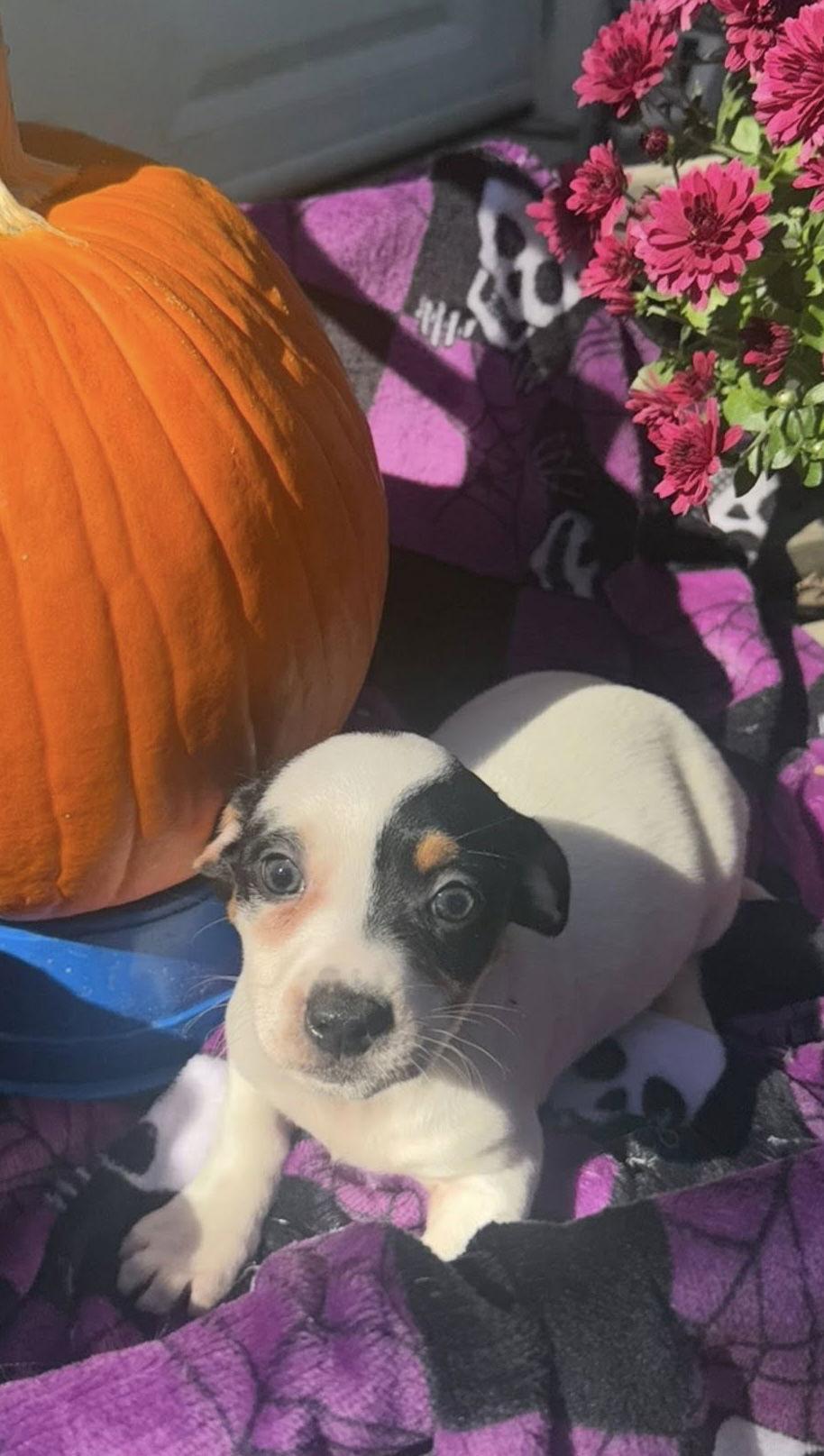 Lion King Pups  thumbnail 3