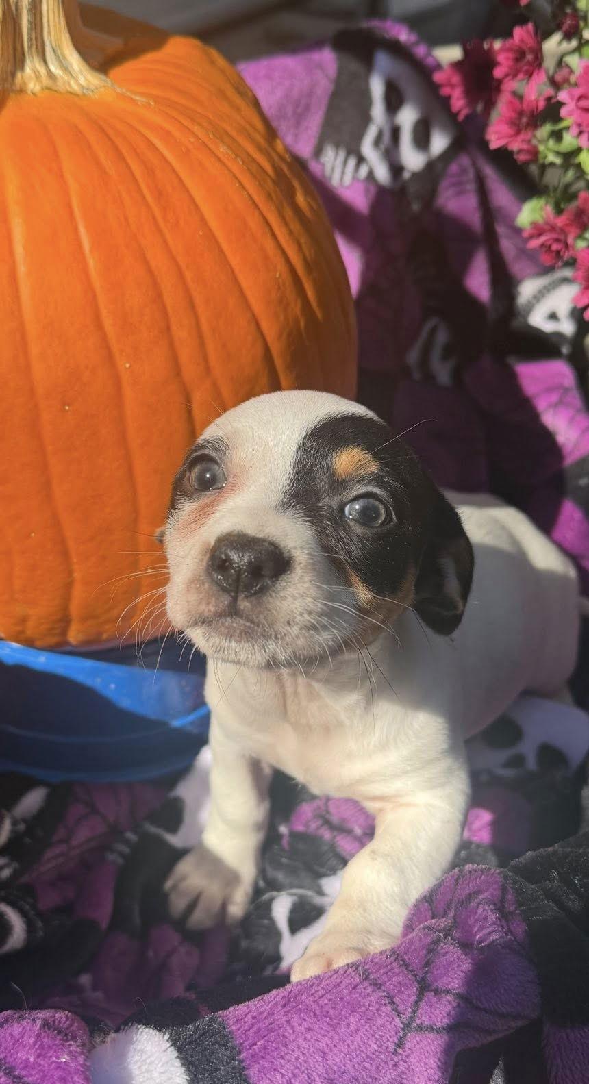 Lion King Pups  thumbnail 4