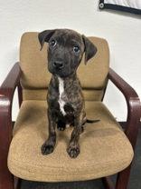 Polie, Adoptable, Puppy Male Terrier.