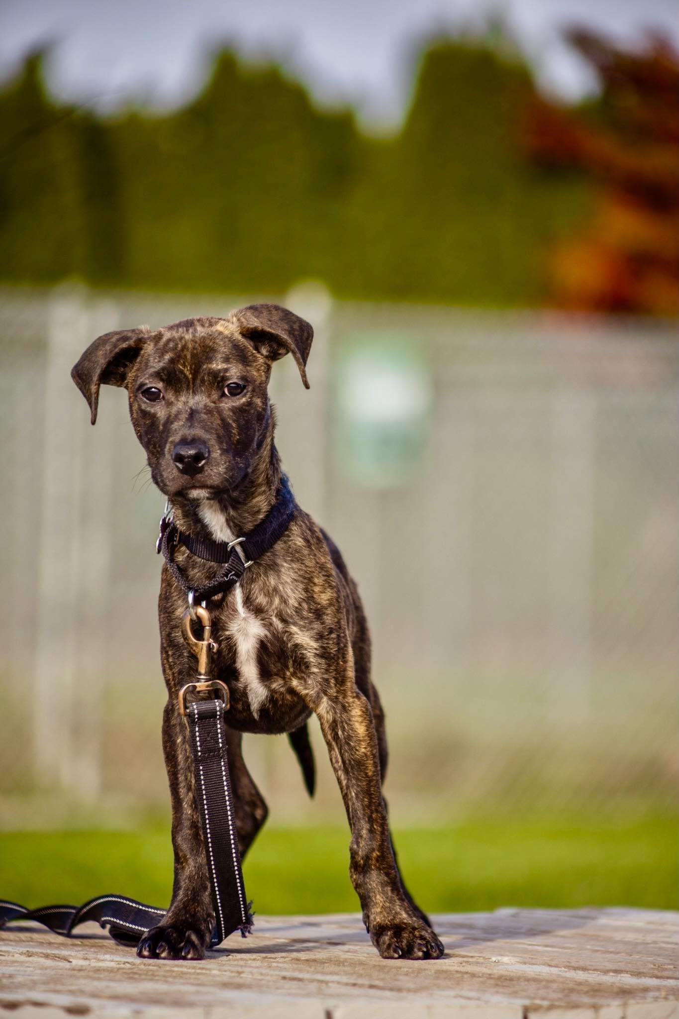 Enlarge Polie, a Adoptable mixed breed in Valparaiso, IN image 2/2
