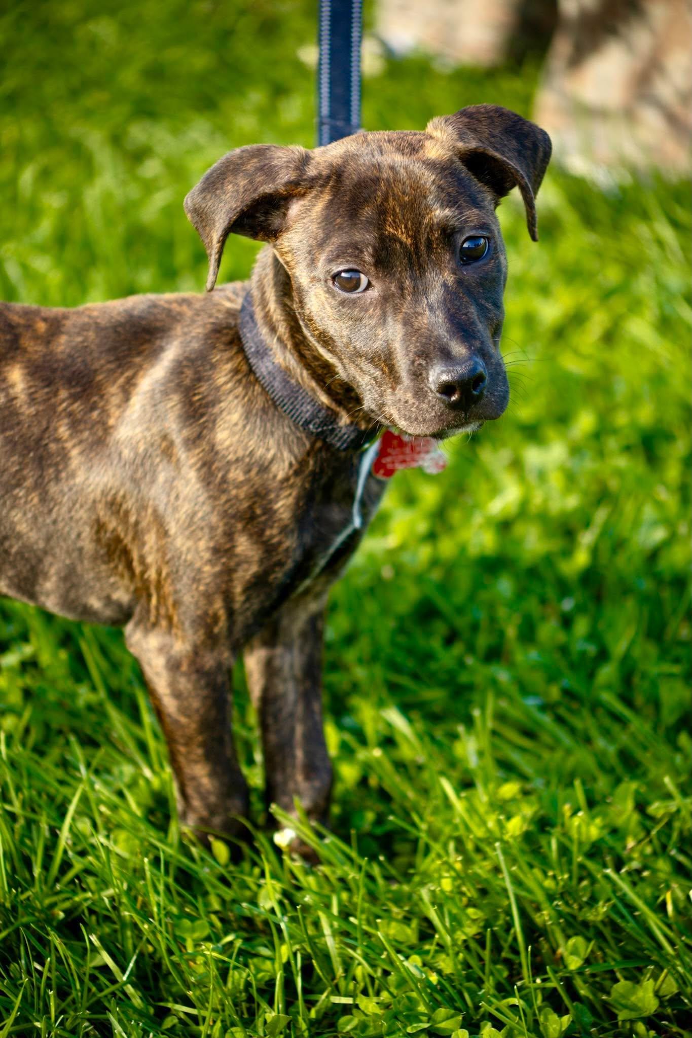 Enlarge Polie, a Adoptable mixed breed in Valparaiso, IN image 1/2