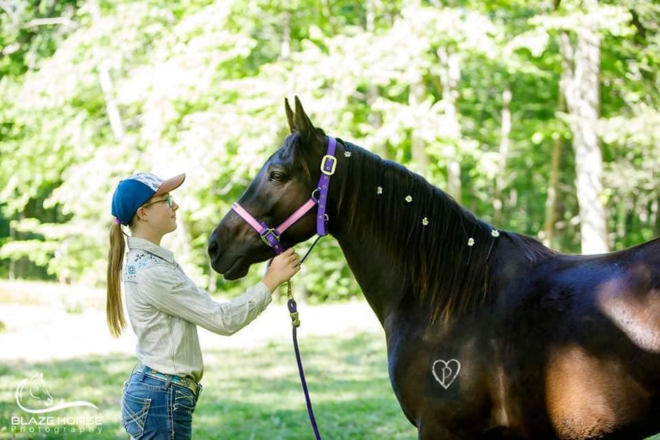 Riviera, Adopted, Adult Female Rocky Mountain Horse.