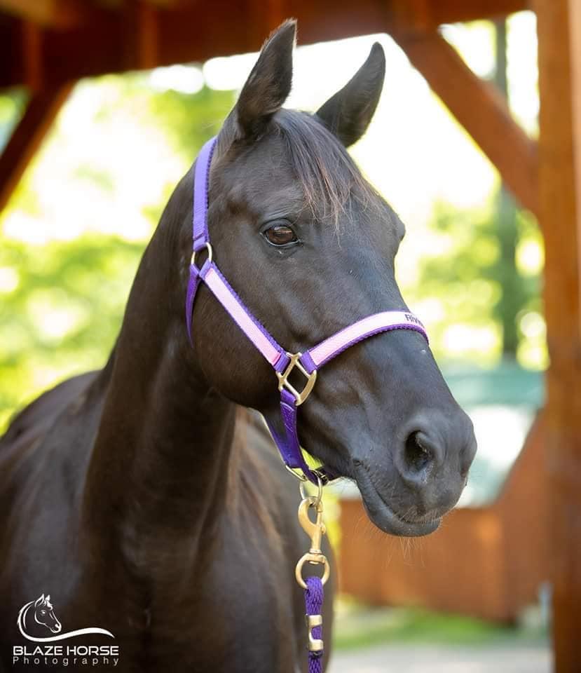 Riviera, a Adopted Rocky Mountain Horse in Huntington, WV image 2/4