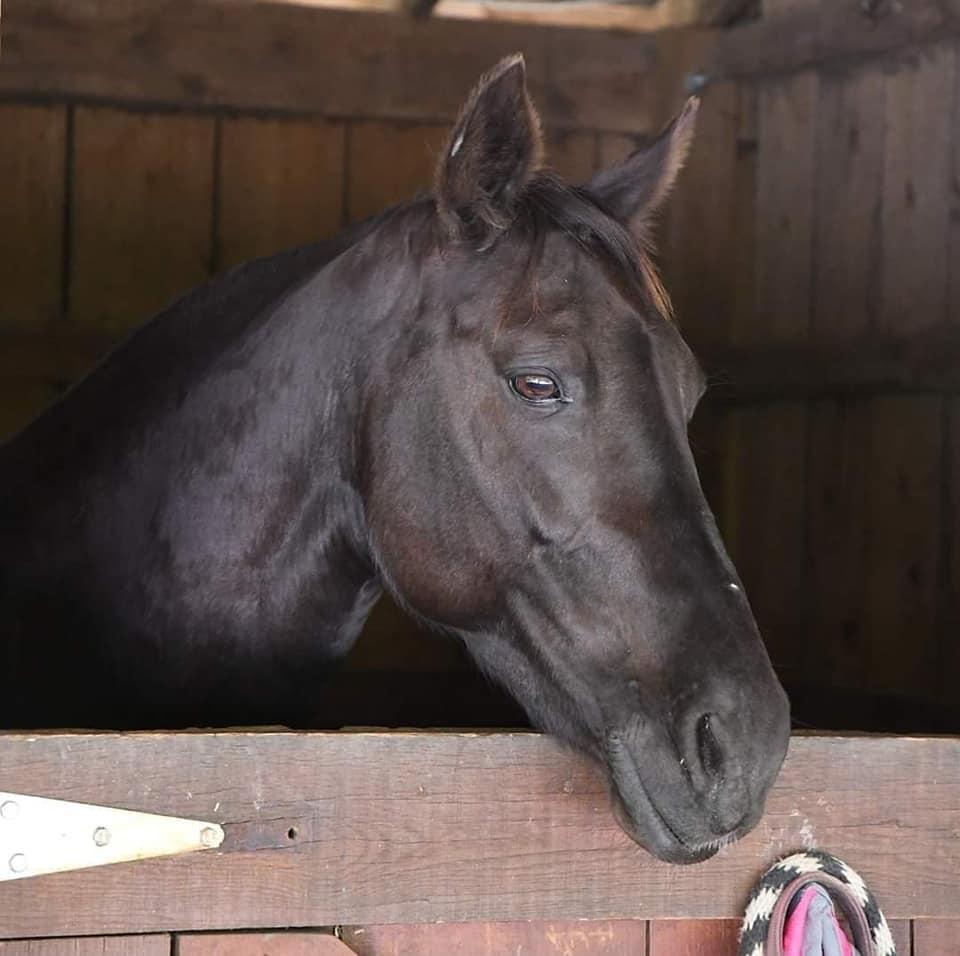 Riviera, a Adopted Rocky Mountain Horse in Huntington, WV image 3/4
