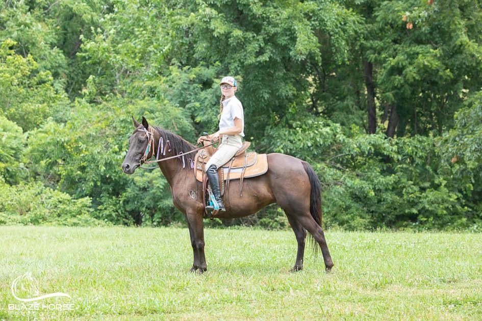 Riviera, a Adopted Rocky Mountain Horse in Huntington, WV image 4/4