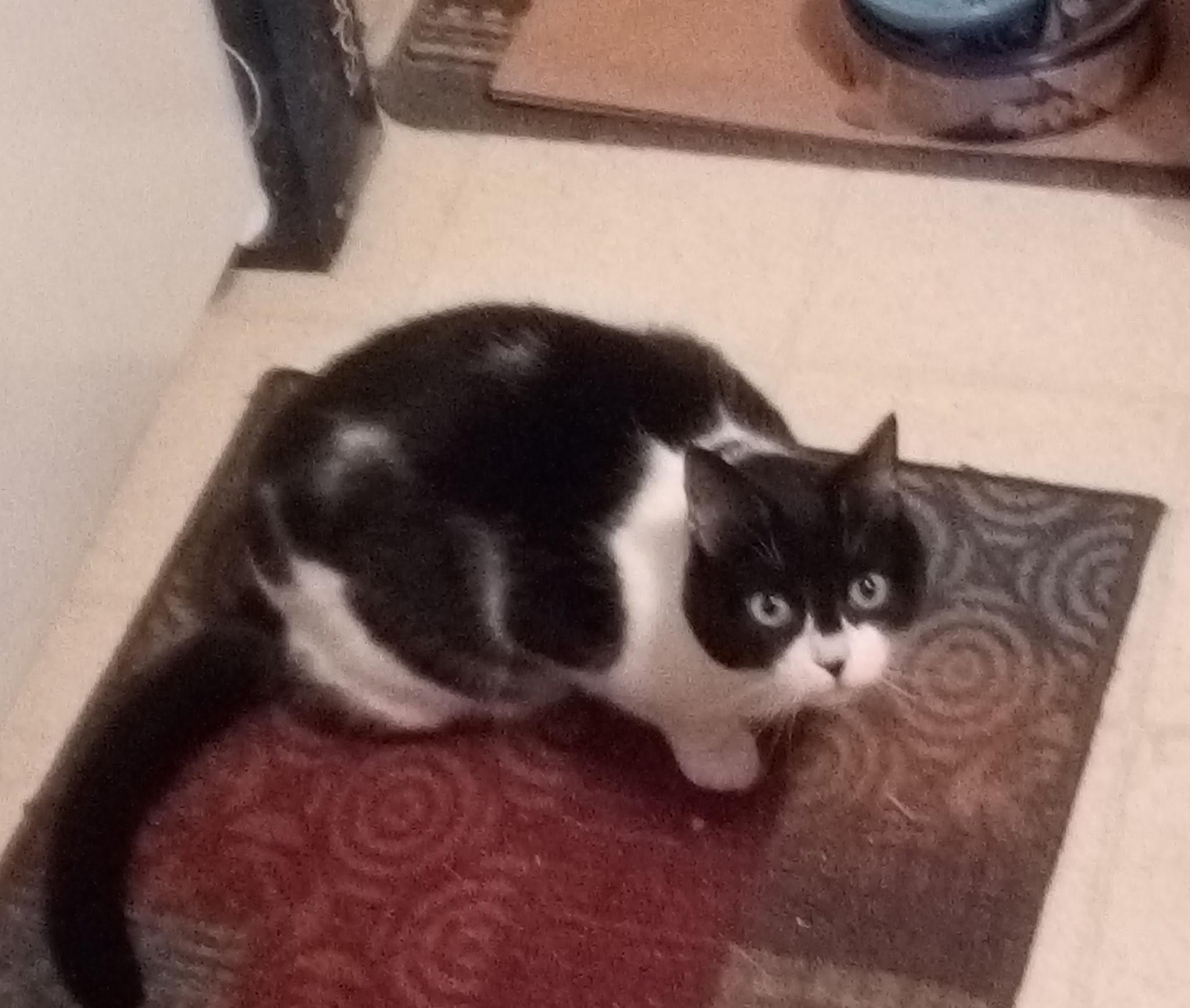 Mikey, ADOPTABLE, Senior Male Domestic Short Hair.