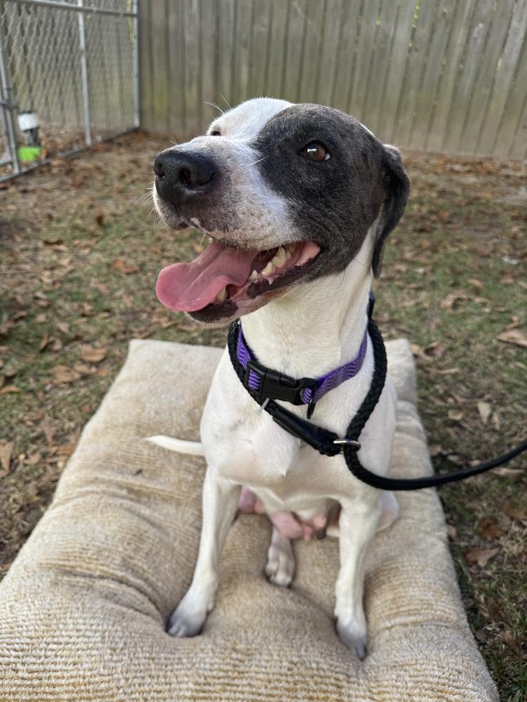 Winter, Adoptable, Adult Female Catahoula Leopard Dog.