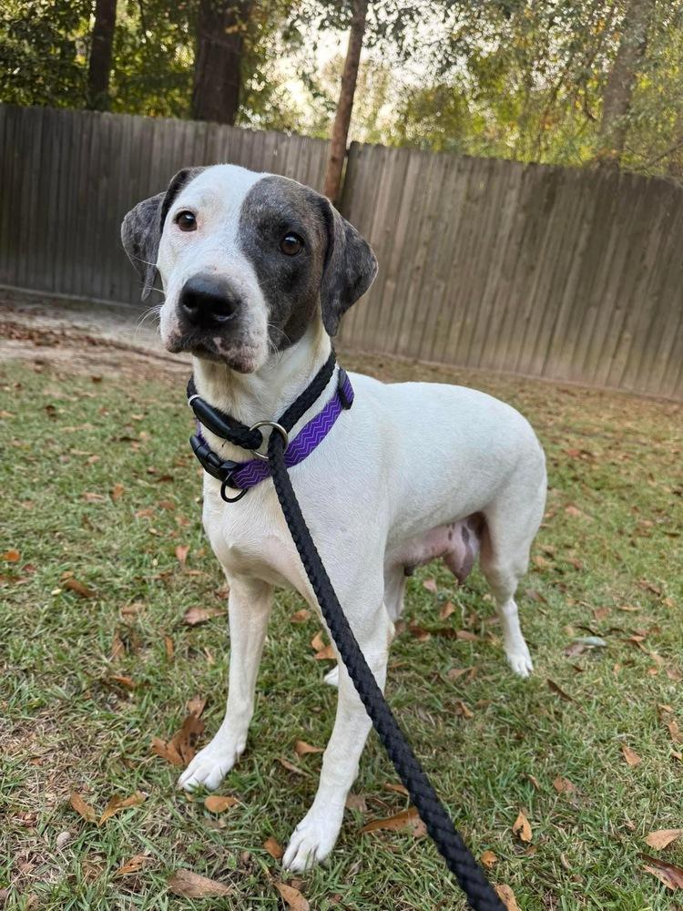 Winter, a Adoptable Catahoula Leopard Dog in Troy, AL image 2/3