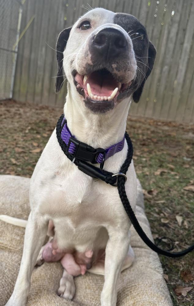 Winter, a Adoptable Catahoula Leopard Dog in Troy, AL image 3/3