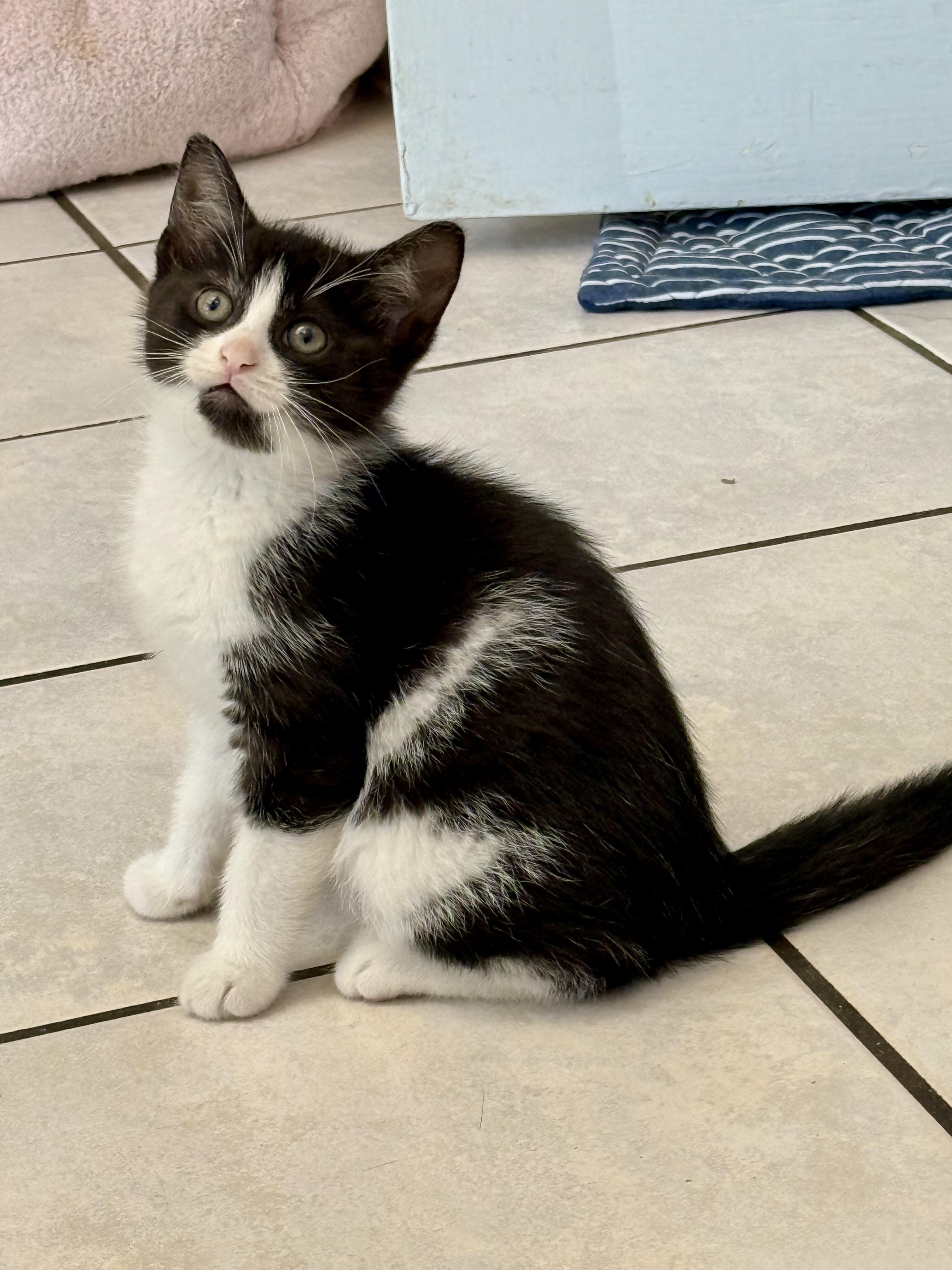Zade, Baby Male unknown