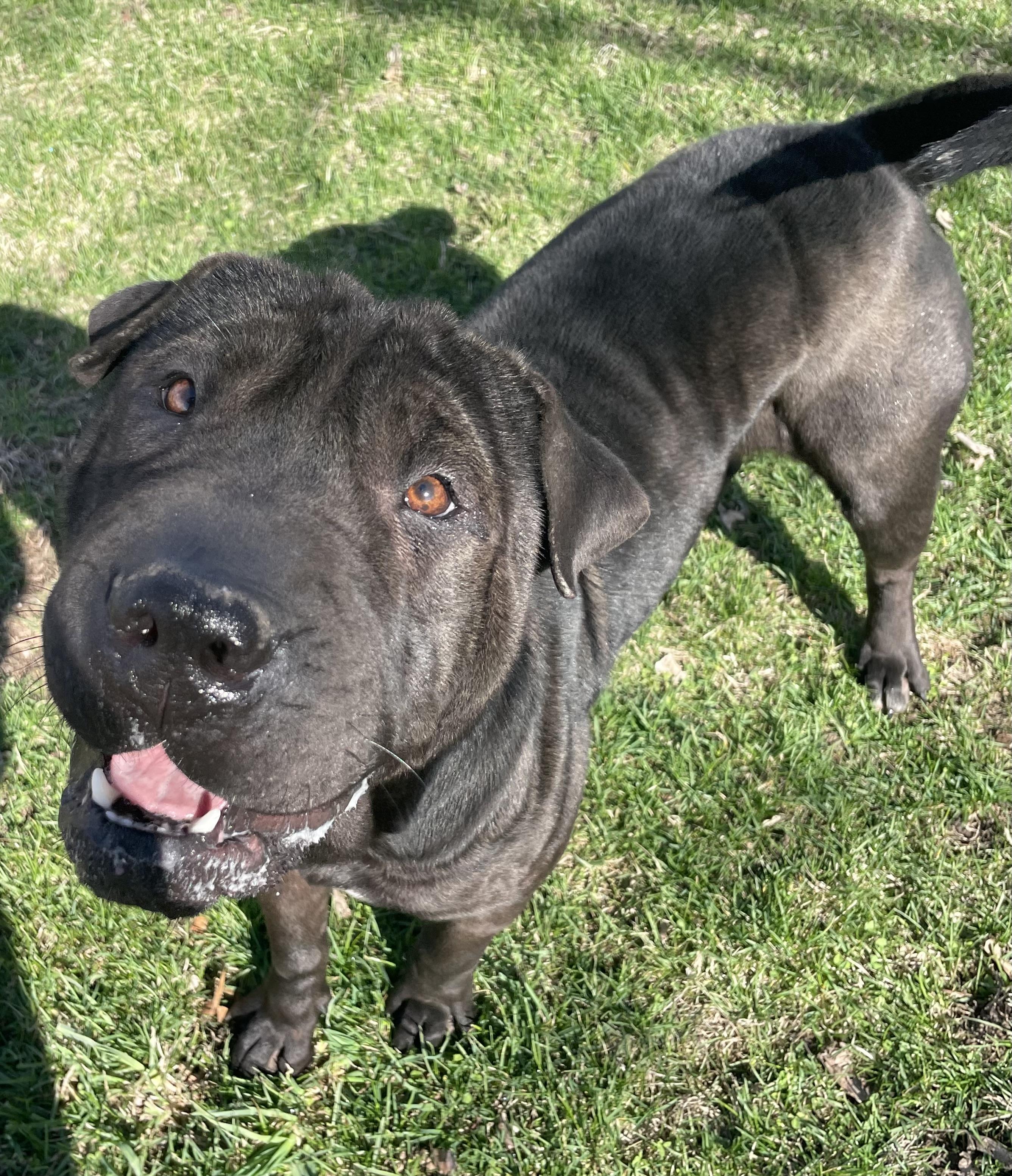 Carmella, an adopted mixed breed in Lacon, IL image 1/6