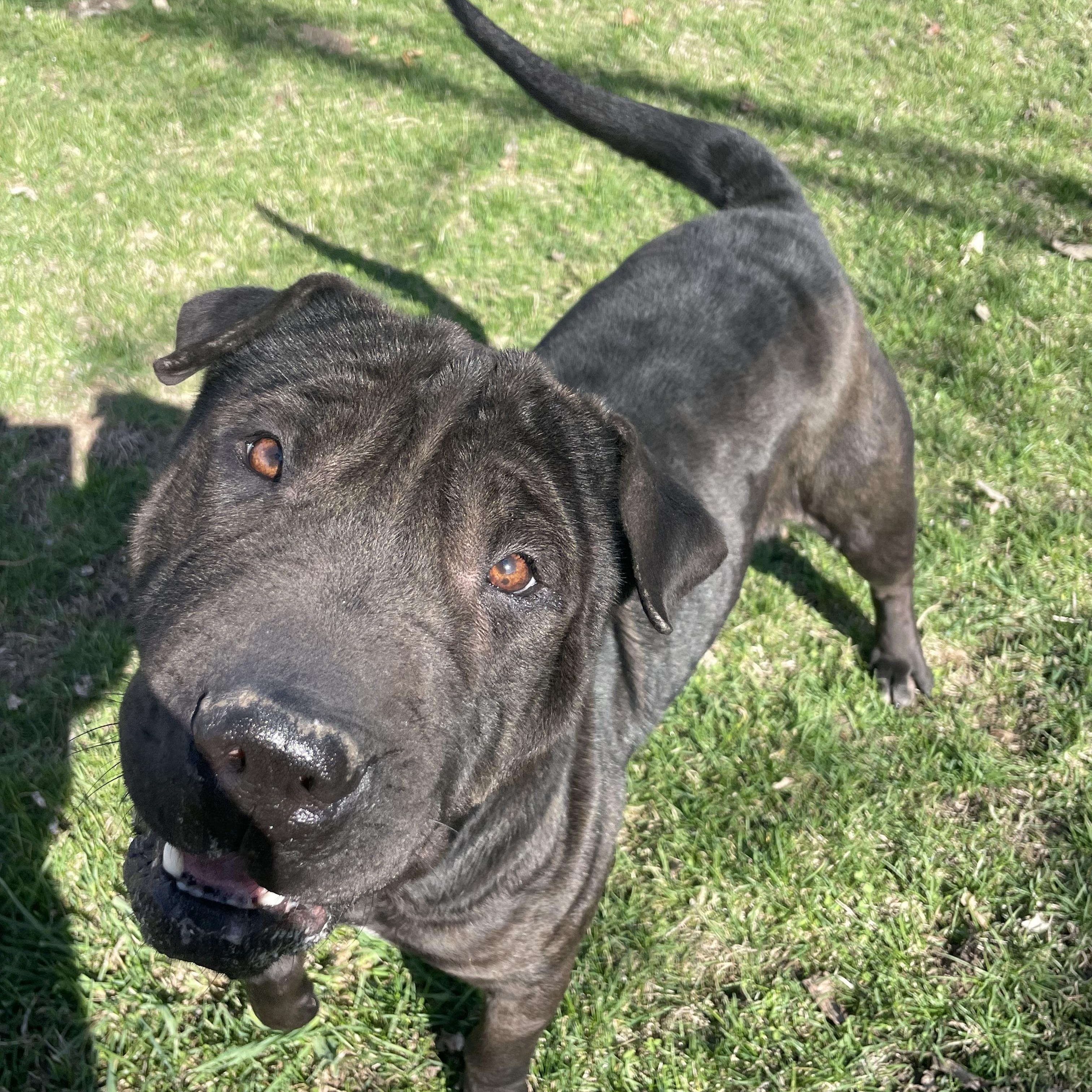 Carmella, an adopted mixed breed in Lacon, IL image 3/6