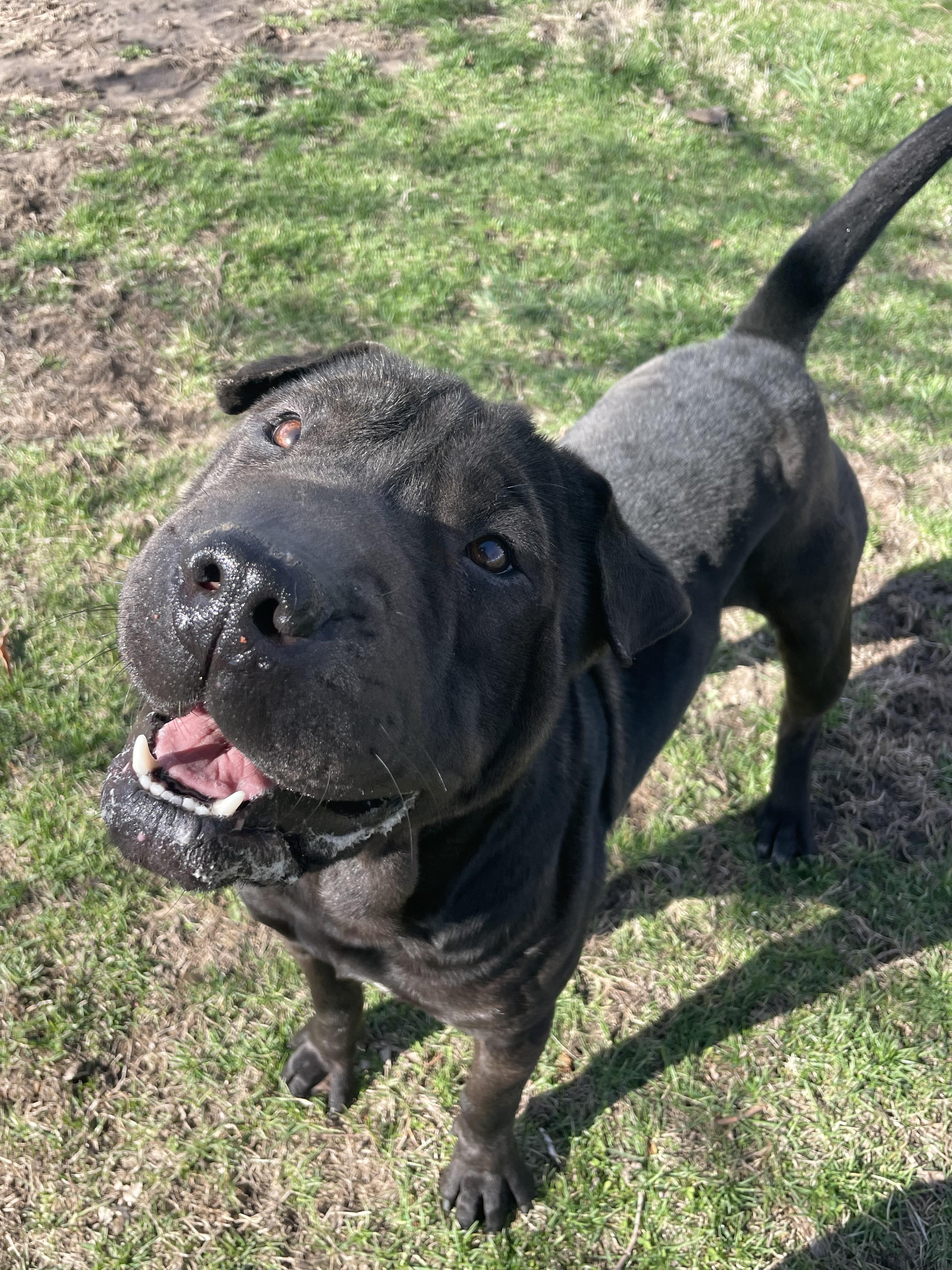 Carmella, an adopted mixed breed in Lacon, IL image 6/6