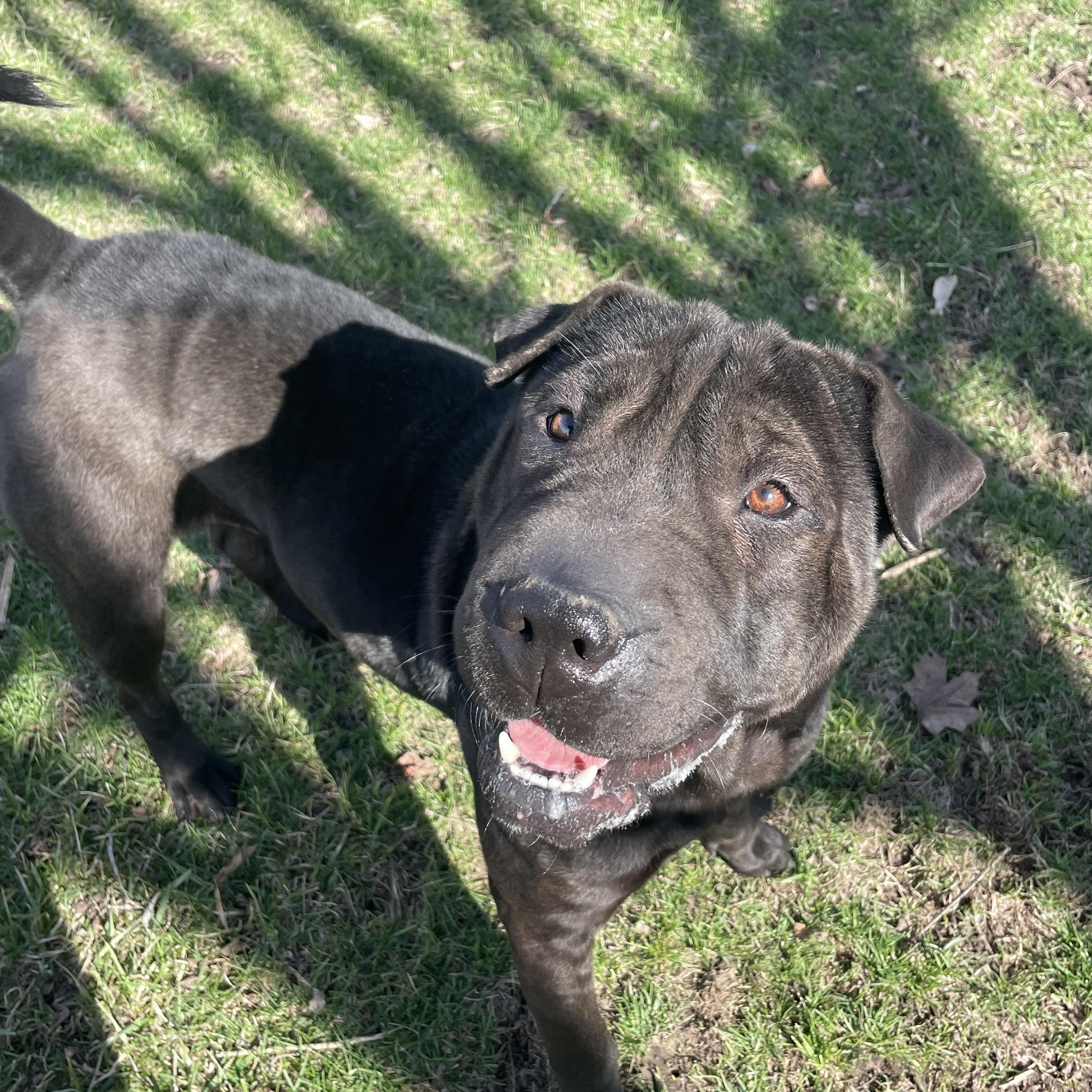 Carmella, an adopted mixed breed in Lacon, IL image 2/6