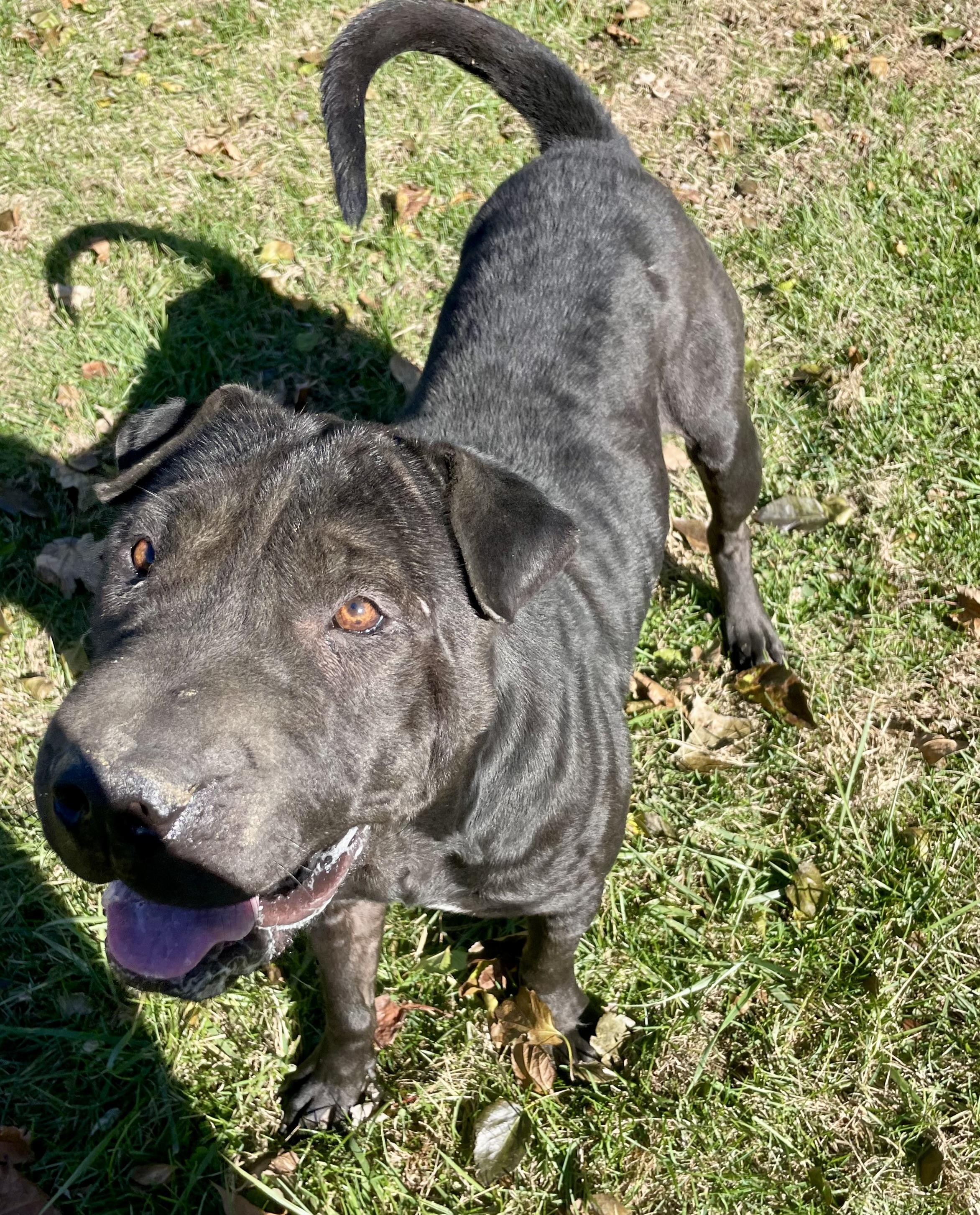 Carmella, an adopted mixed breed in Lacon, IL image 5/6