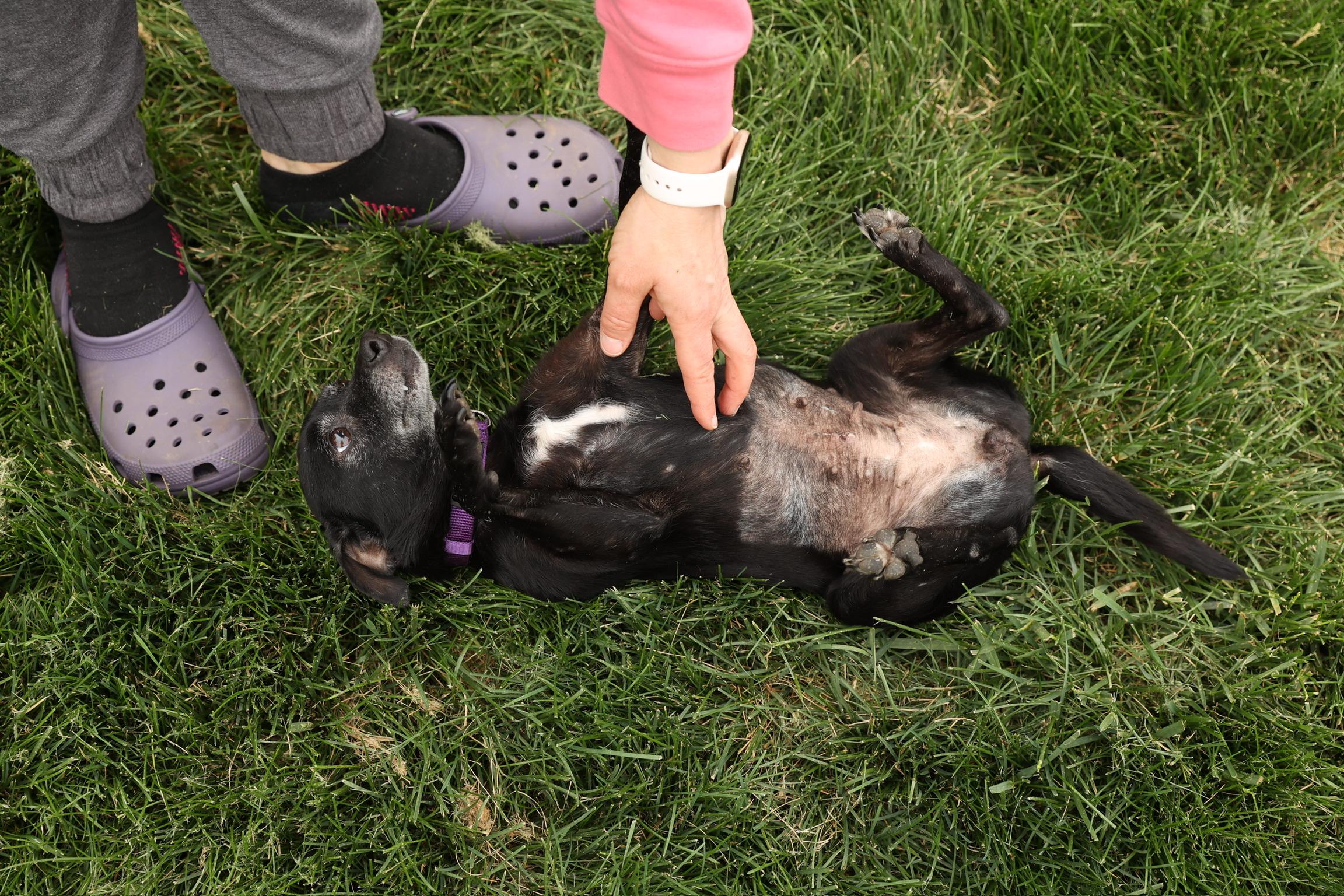 Enlarge Sprinkles, a ADOPTABLE mixed breed in Laurel, MD image 1/6