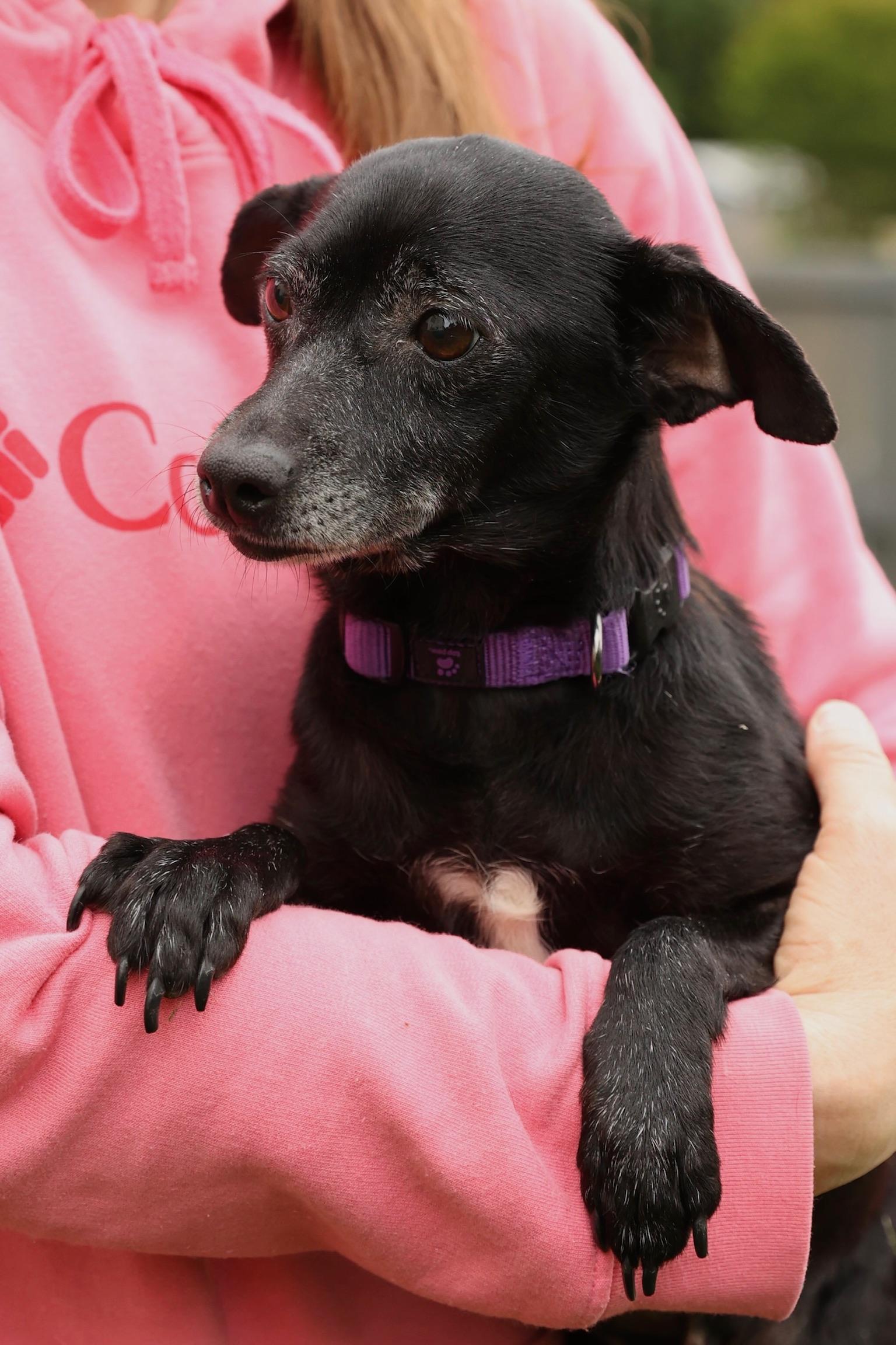 Enlarge Sprinkles, a ADOPTABLE mixed breed in Laurel, MD image 5/6