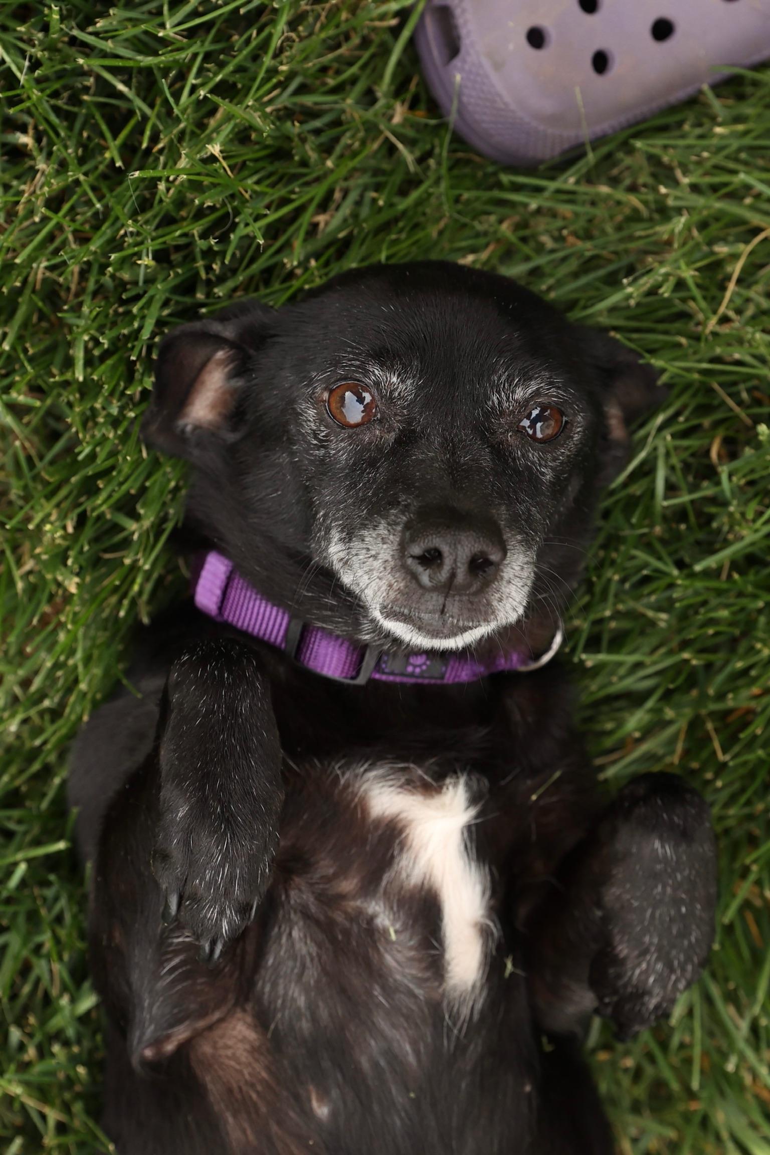 Enlarge Sprinkles, a ADOPTABLE mixed breed in Laurel, MD image 2/6