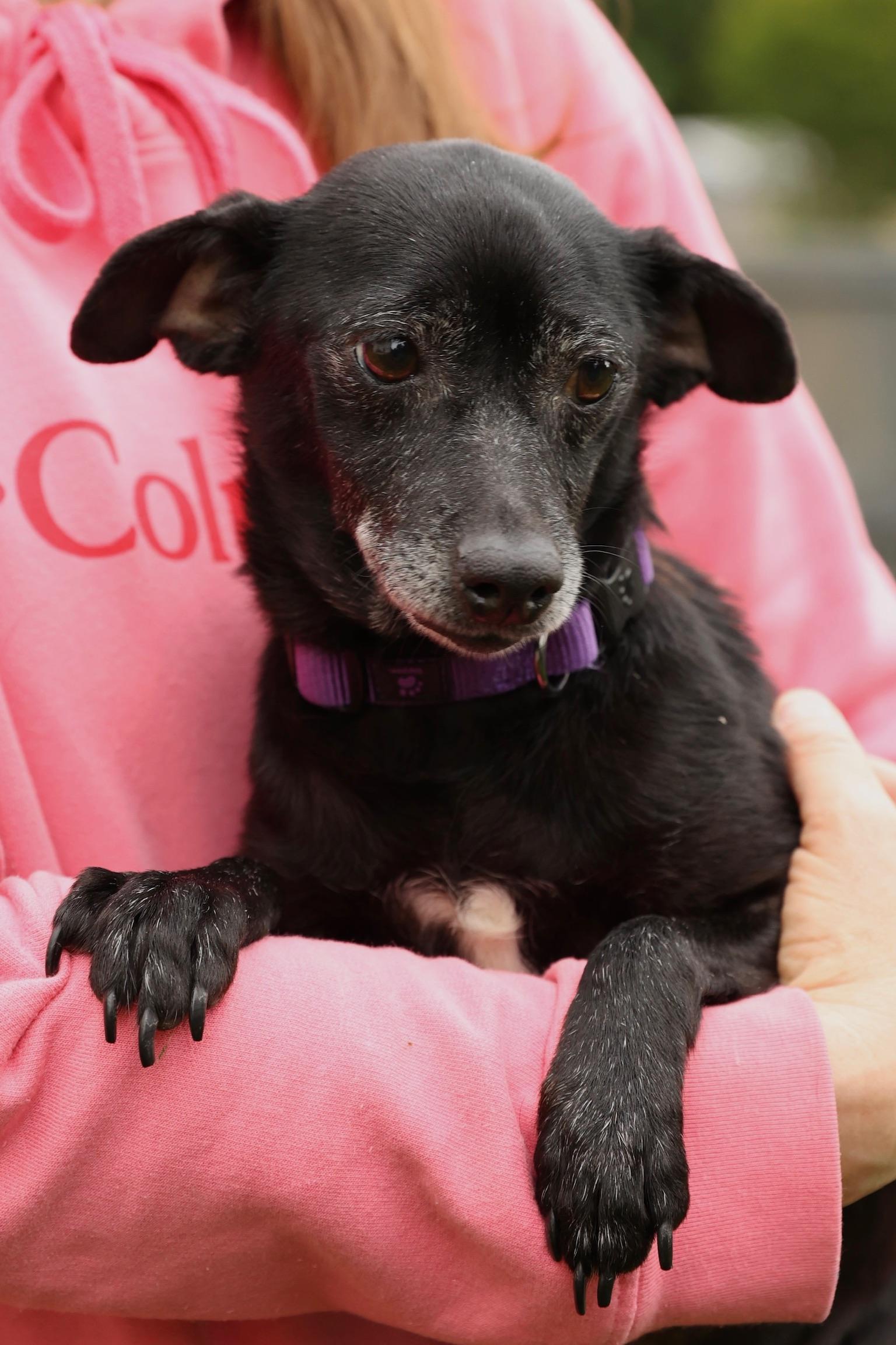 Enlarge Sprinkles, a ADOPTABLE mixed breed in Laurel, MD image 4/6