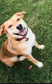 Lola, Adoptable, Adult Female Shepherd & Husky.