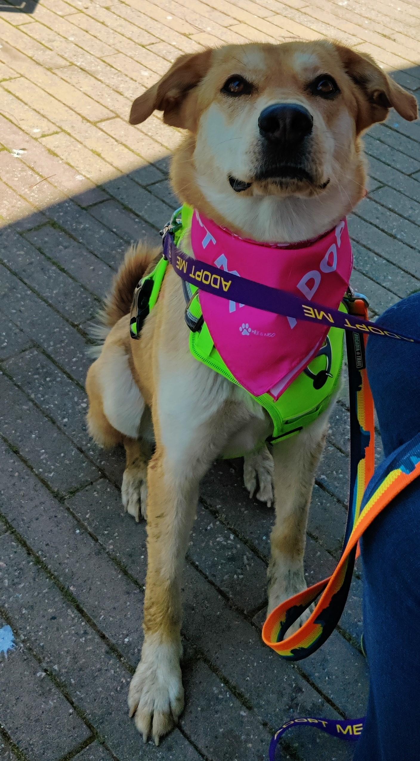 Enlarge Lola, a Adoptable mixed breed in Tulsa, OK image 2/2