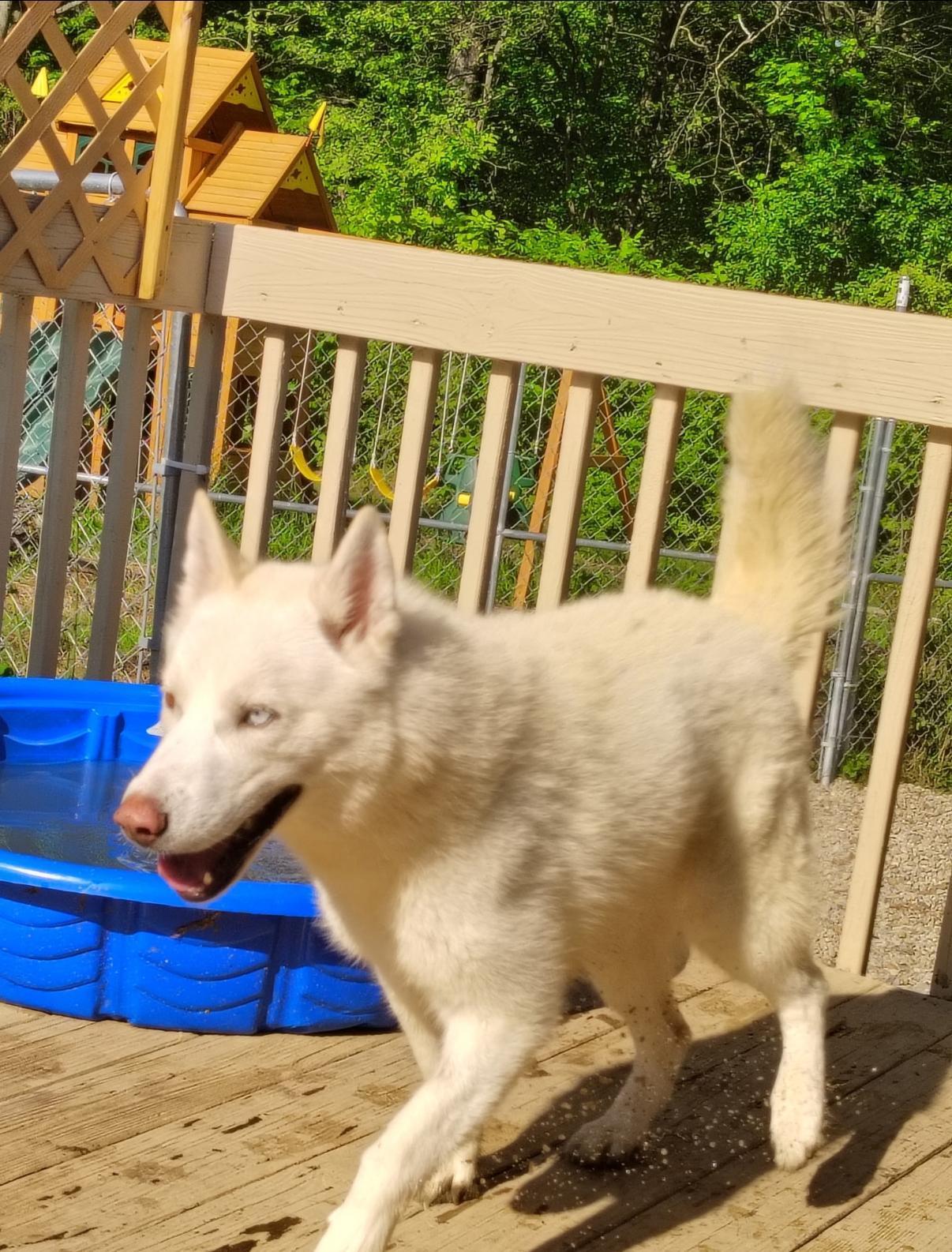 Onyx, adopted, Adult Male Siberian Husky.