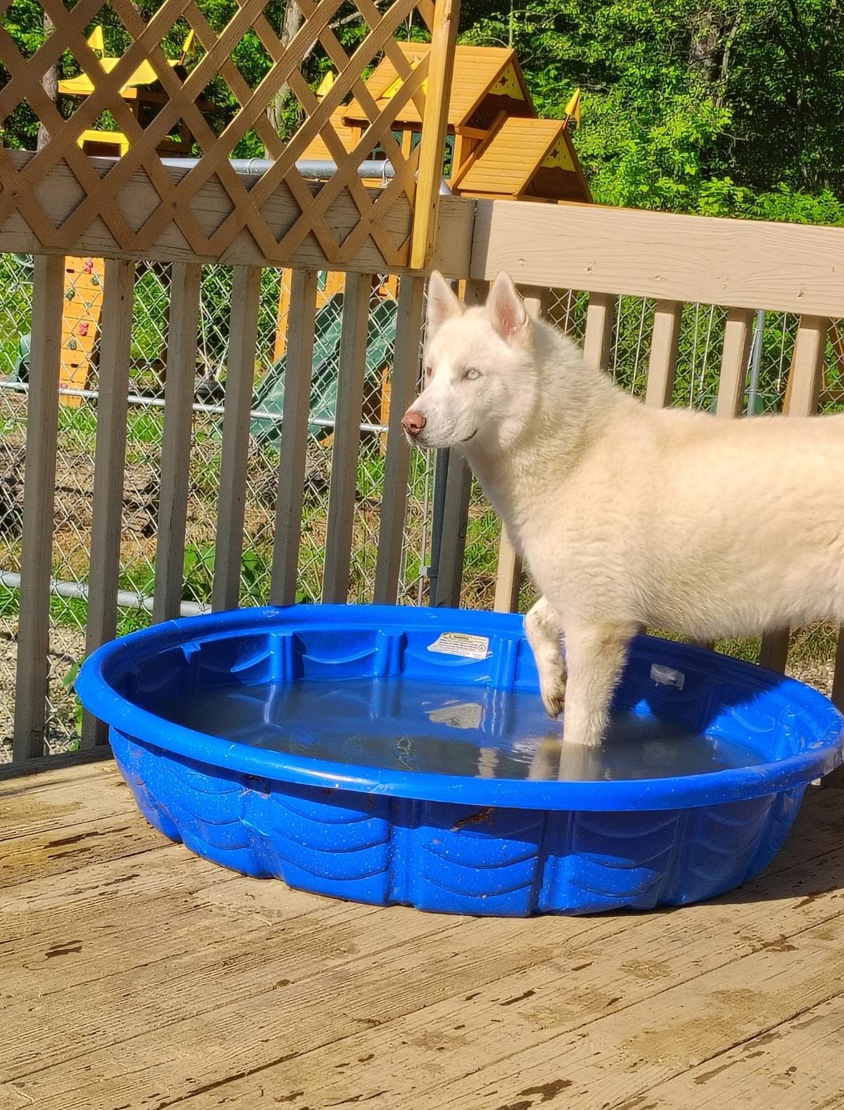 Enlarge Onyx, an adopted mixed breed in Salem, VA image 3/5