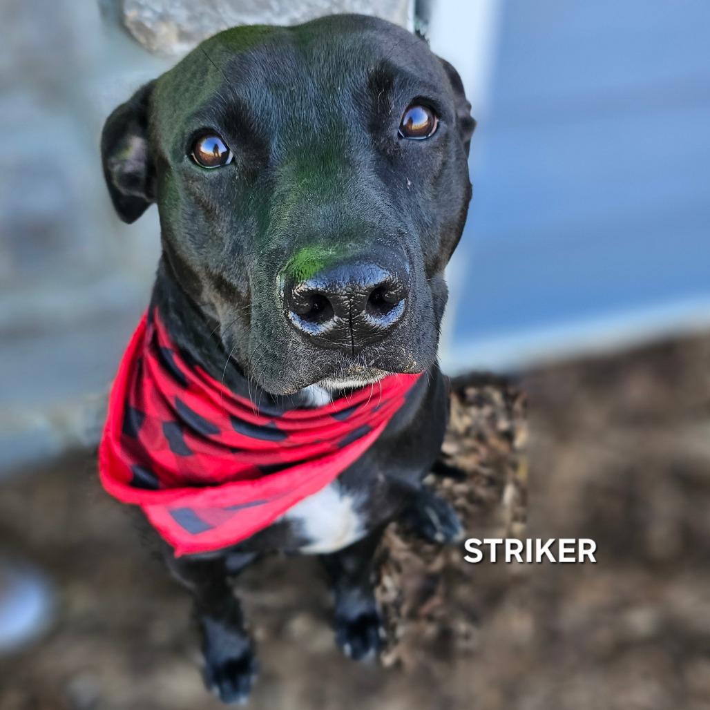 Striker, Adoptable, Adult Male Mixed Breed.