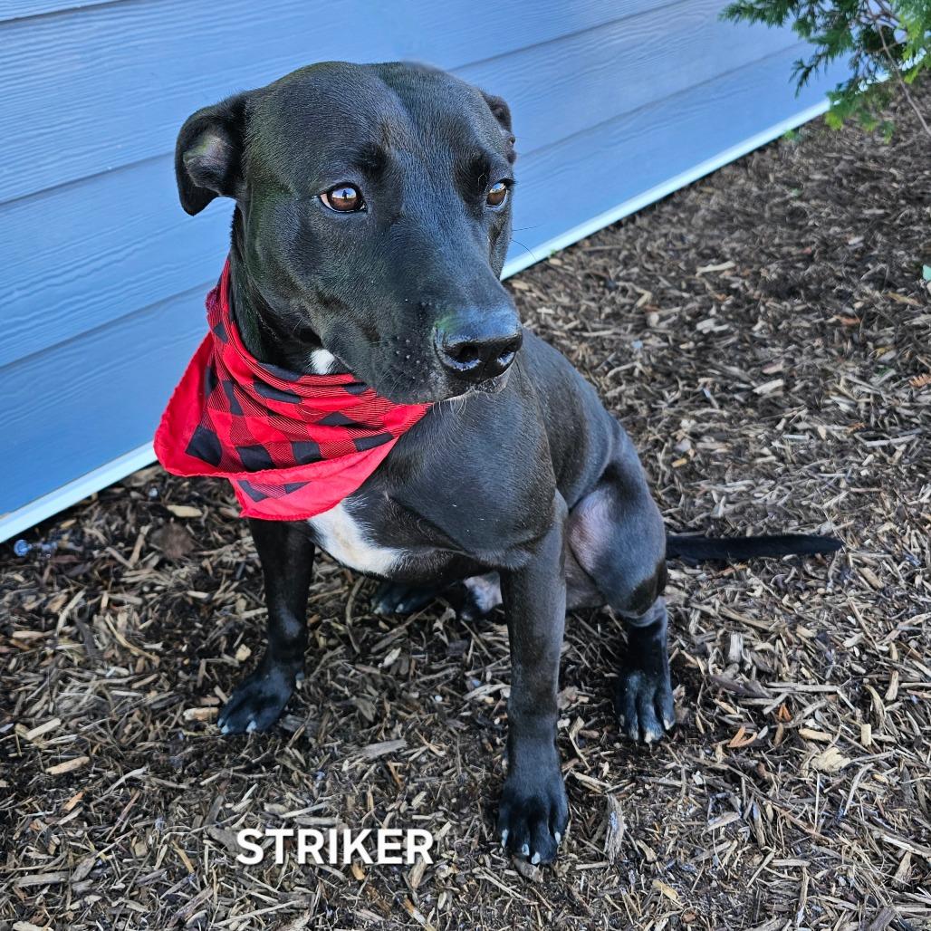 Striker, a Adoptable mixed breed in Madisonville, TN image 1/6