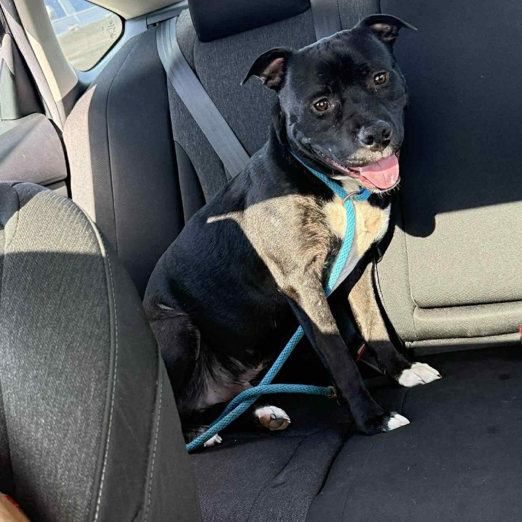 Enlarge Striker, a Adoptable mixed breed in Madisonville, TN image 5/6