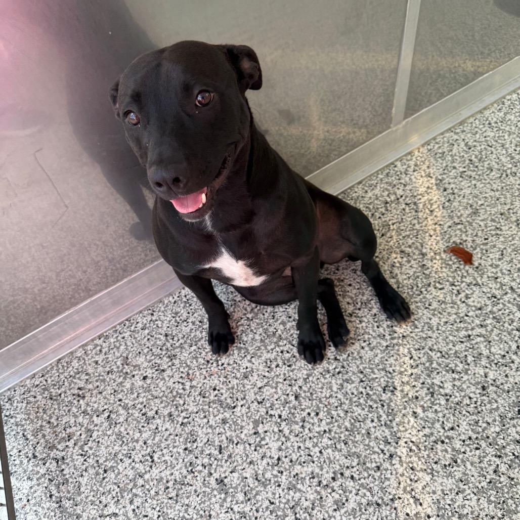 Enlarge Striker, a Adoptable mixed breed in Madisonville, TN image 6/6