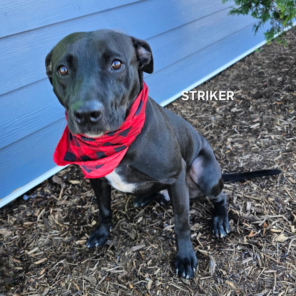 Striker, a Adoptable mixed breed in Madisonville, TN image 5/6