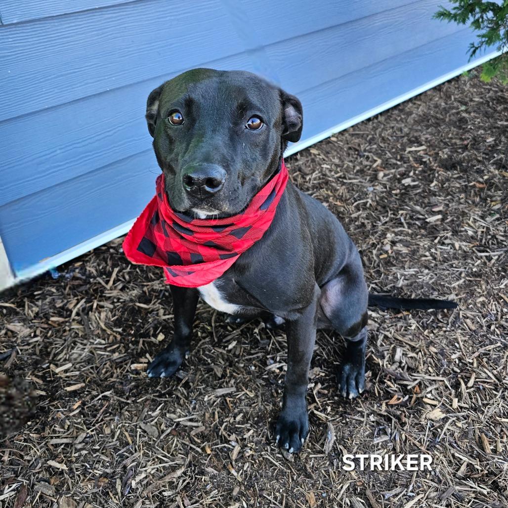 Striker, a Adoptable mixed breed in Madisonville, TN image 6/6