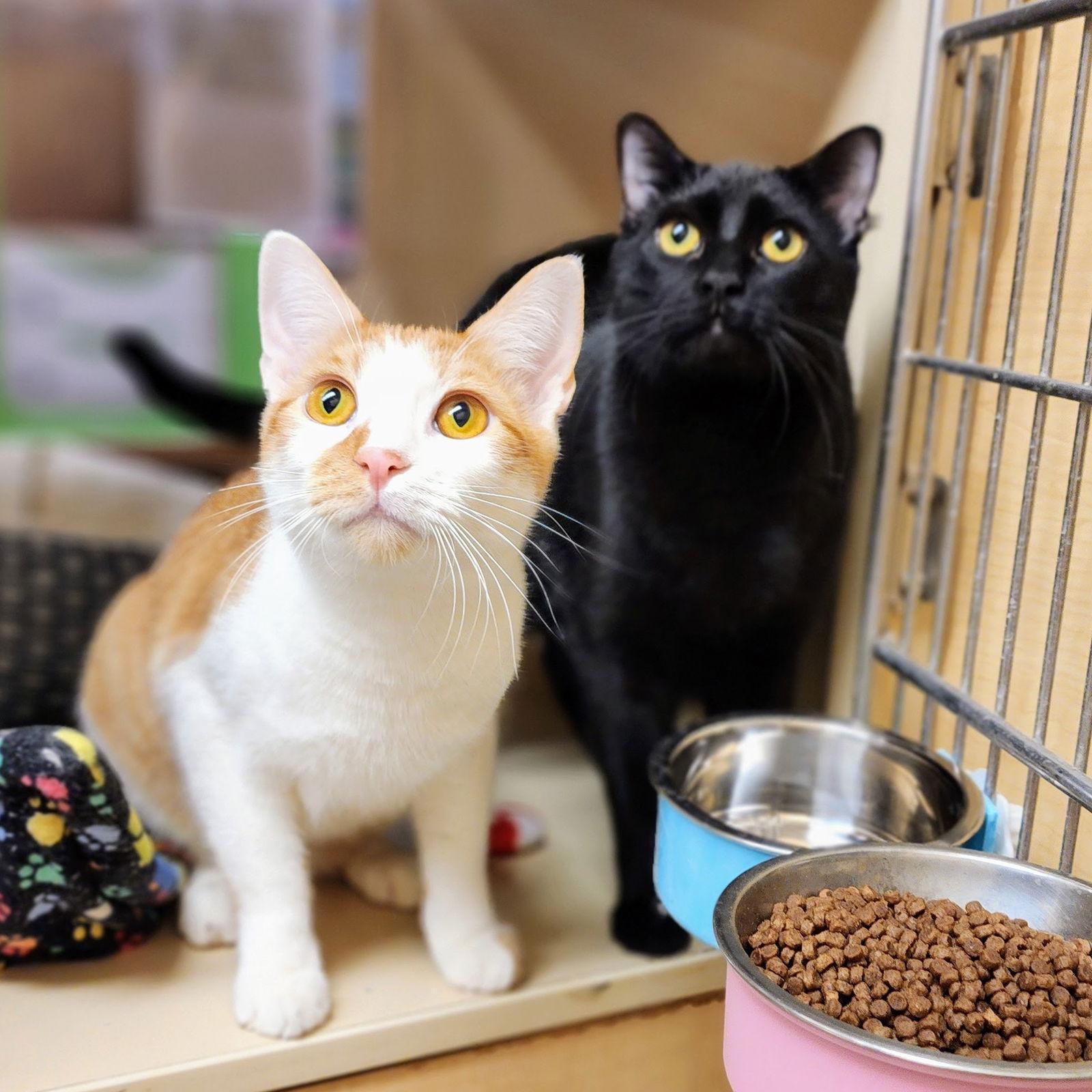 Enlarge Matilda "Mattie", a Adopted Domestic Short Hair in Garland, TX image 1/3