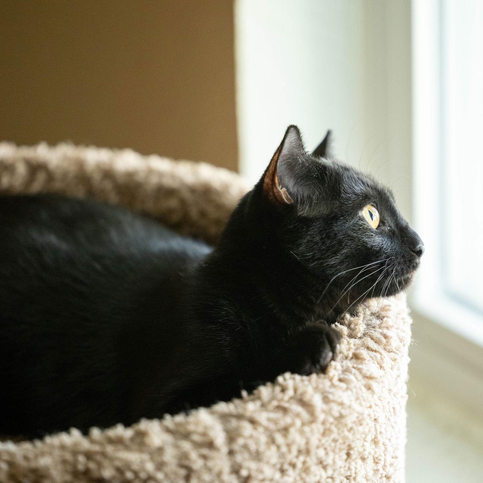 Enlarge Matilda "Mattie", a Adoptable Domestic Short Hair in Garland, TX image 1/3