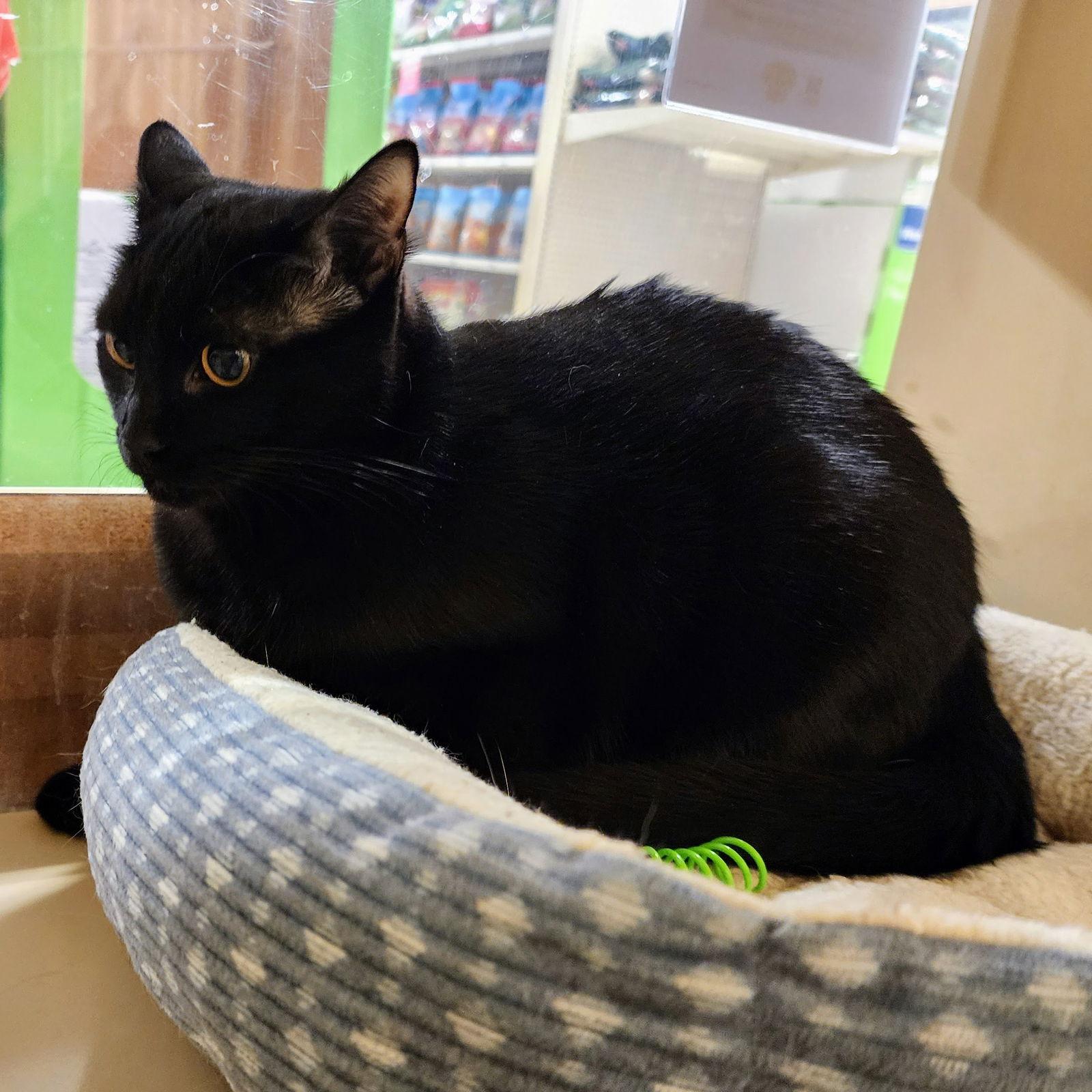 Enlarge Matilda "Mattie", a Adoptable Domestic Short Hair in Garland, TX image 2/3