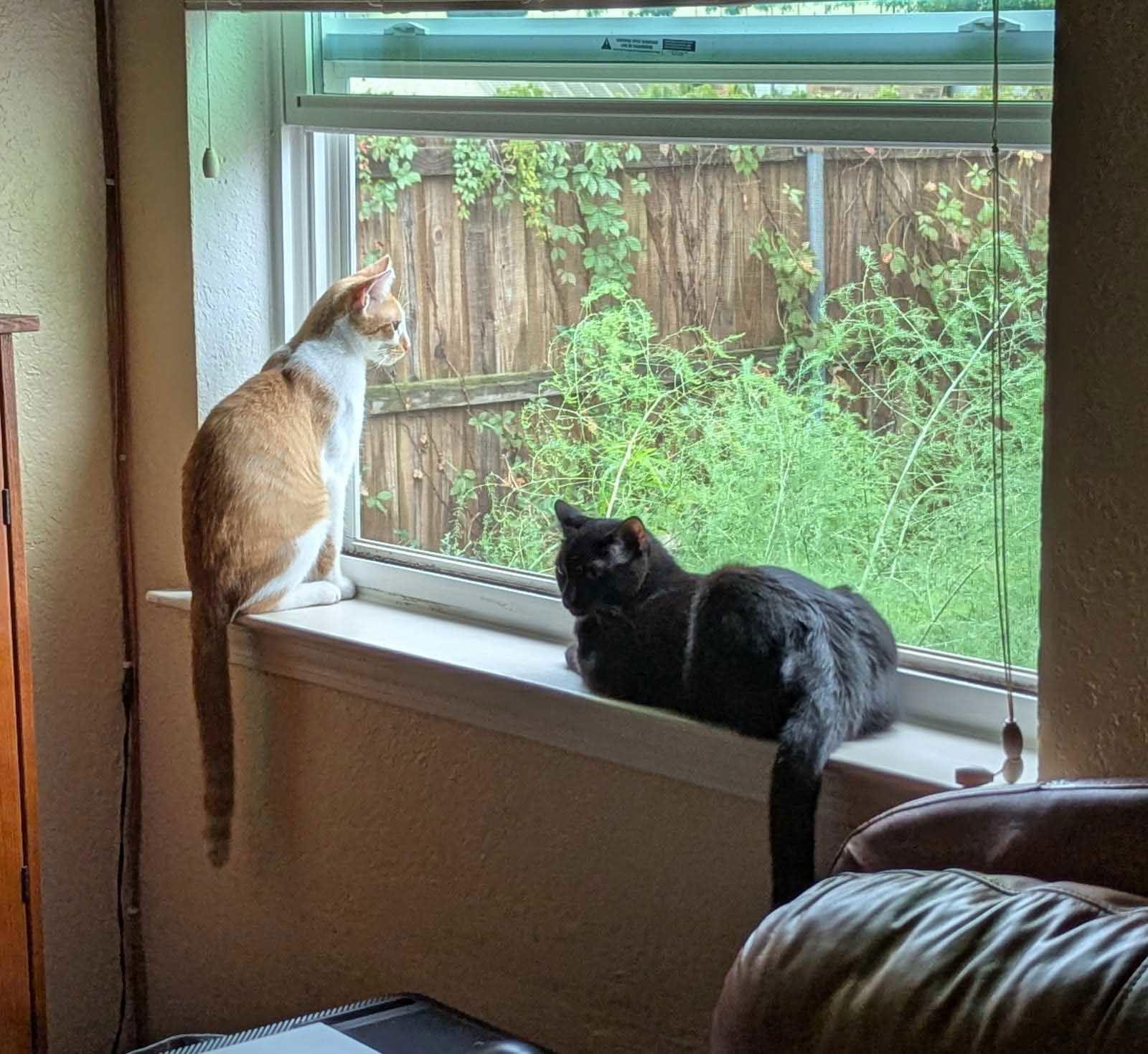 Enlarge Matilda "Mattie", a Adoptable Domestic Short Hair in Garland, TX image 2/3