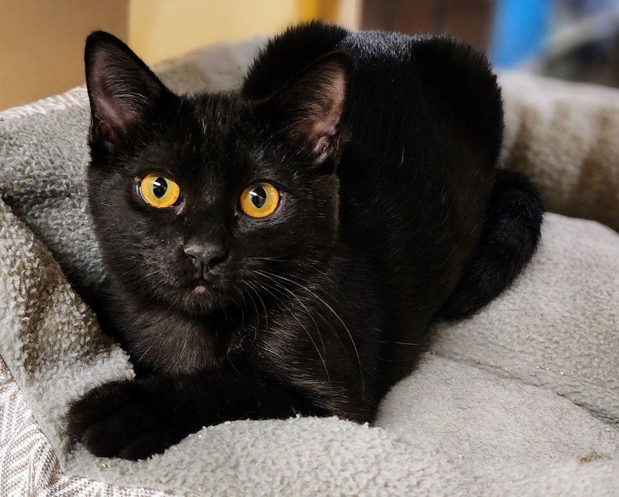Enlarge Matilda "Mattie", a Adoptable Domestic Short Hair in Garland, TX image 3/3