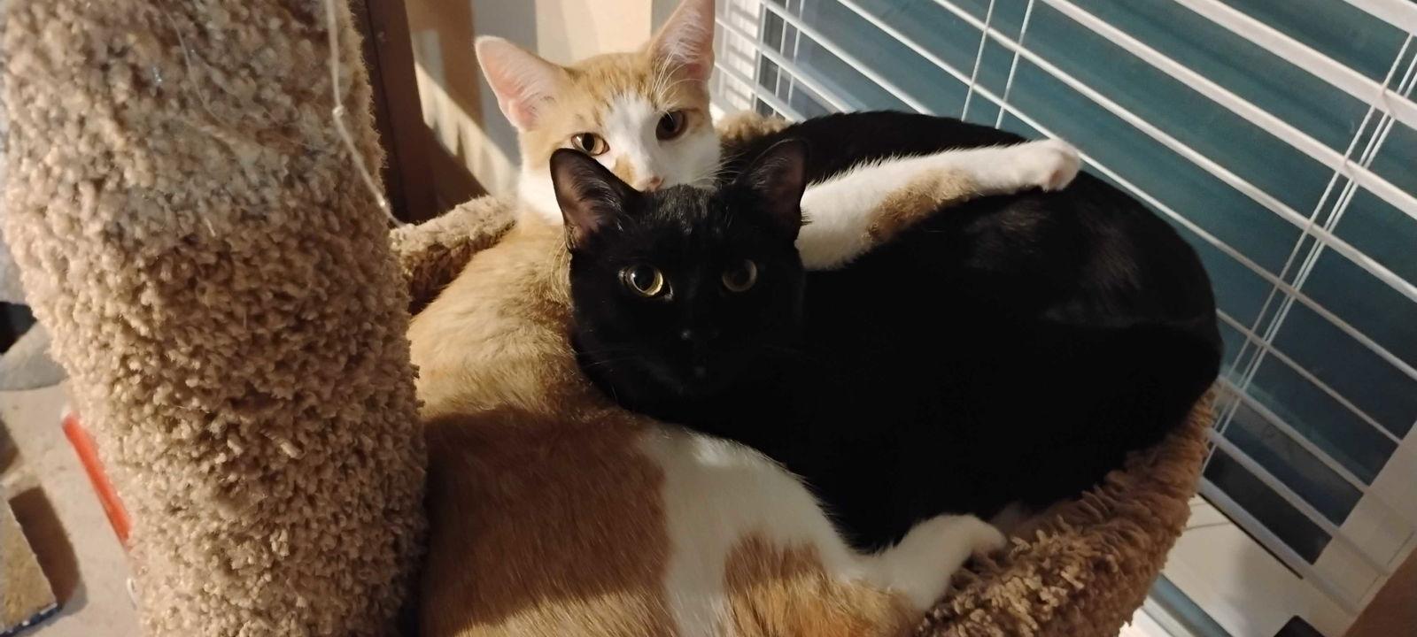 Enlarge Matilda "Mattie", a Adoptable Domestic Short Hair in Garland, TX image 3/3