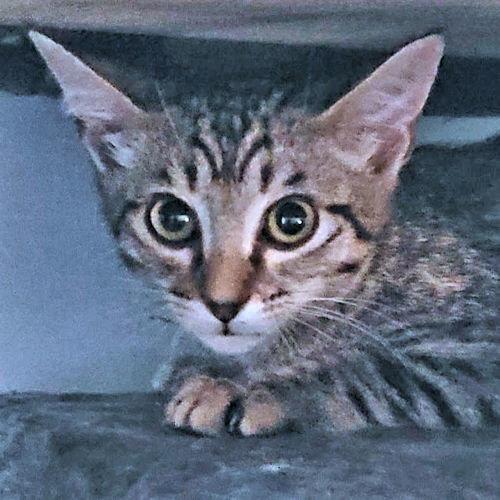 Callahan, Adoptable, Young Male Tabby.